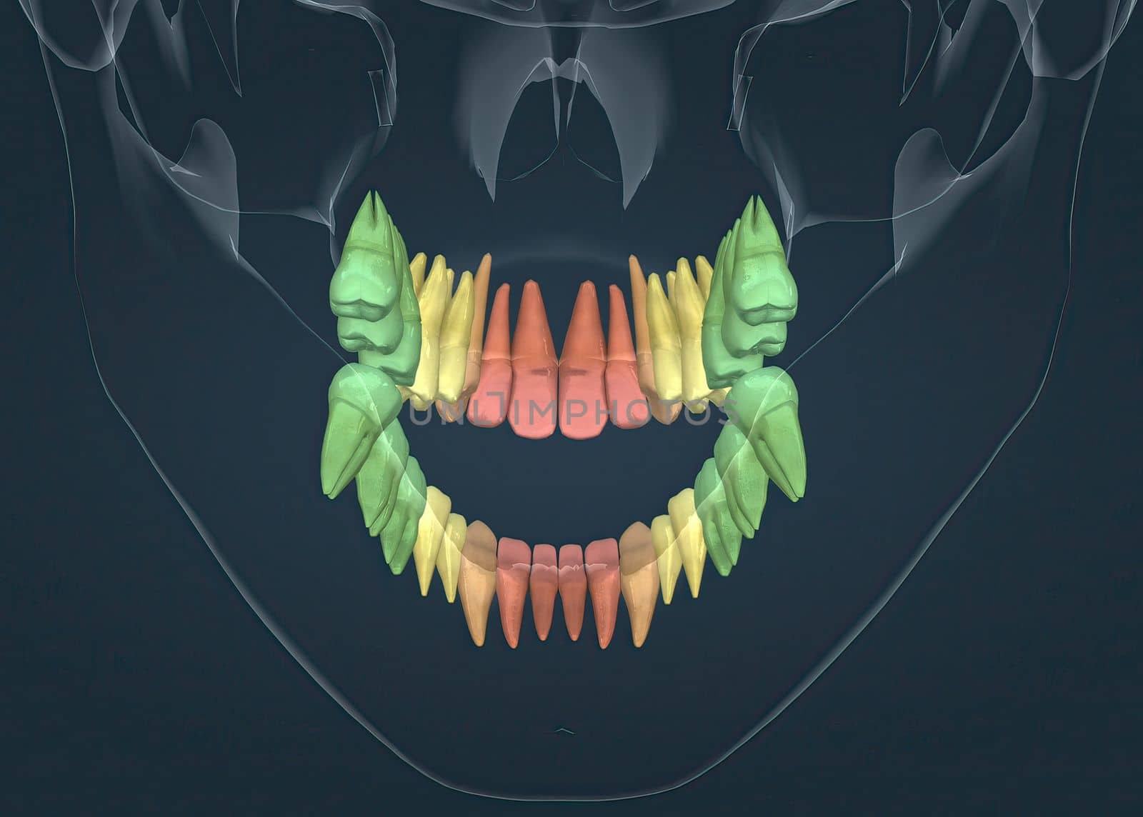 Full anatomy upper and lower teeth 3D illustration