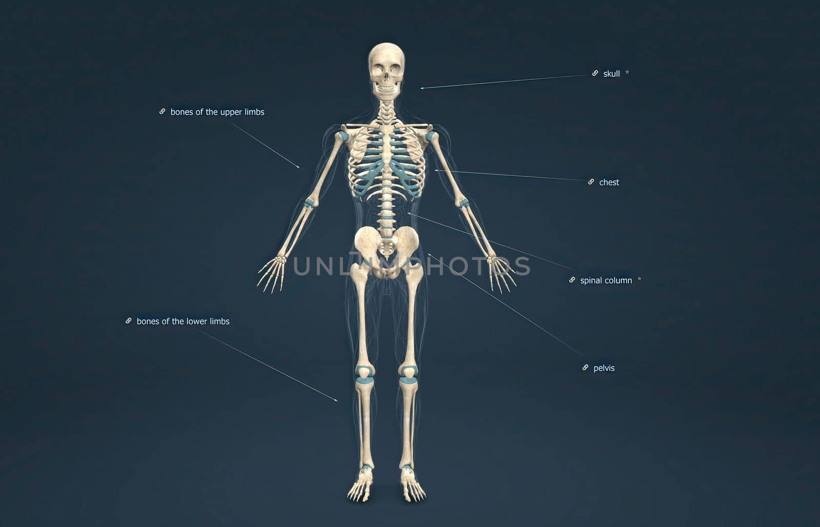The male axial skeleton supports the head, neck, back, and chest and this forms the vertical axis of the body 3D illustration