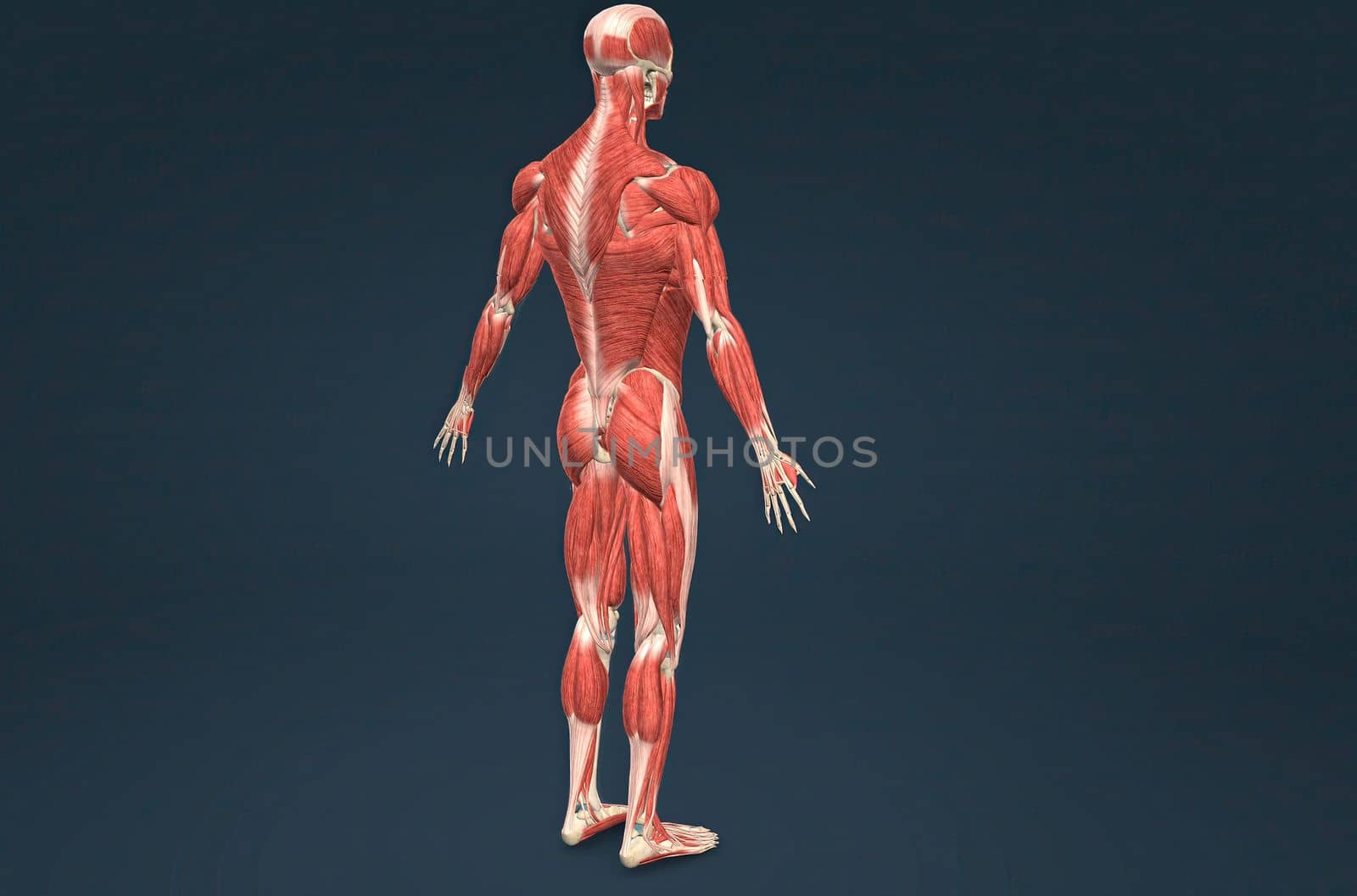Male human muscular system anatomy 3D illustration