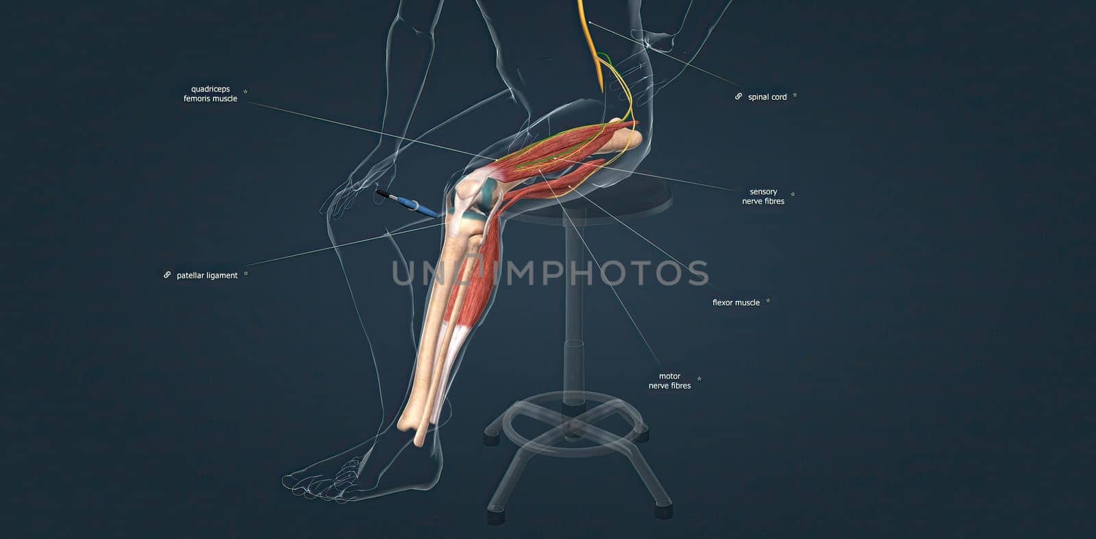 The patellar reflex is a reflex that causes the quadriceps muscle to contract when the patellar tendon is stretched. by creativepic