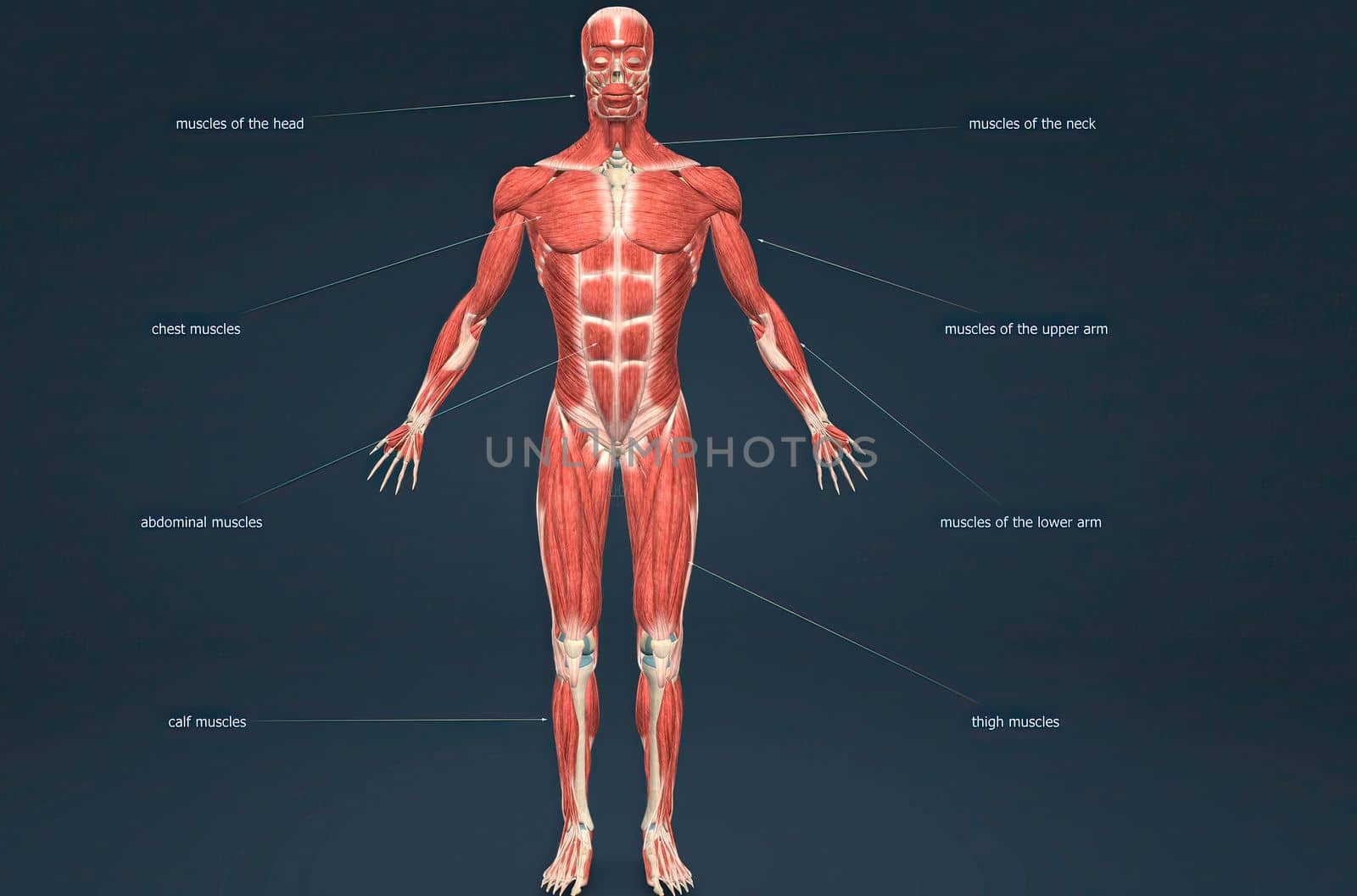 Male human muscular system anatomy 3D illustration