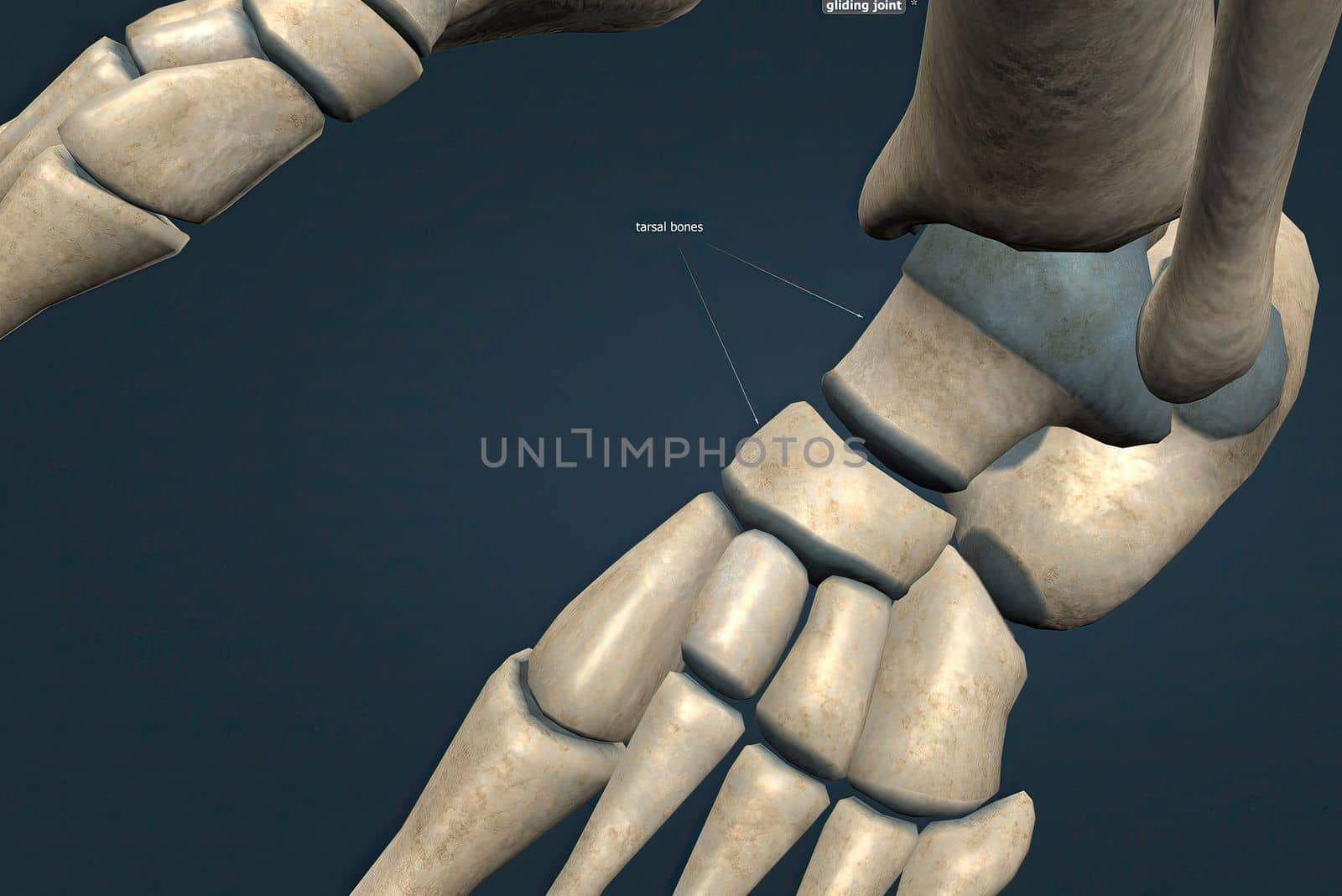 These comprise the hindfoot, forming the bony framework around the proximal ankle and heel.