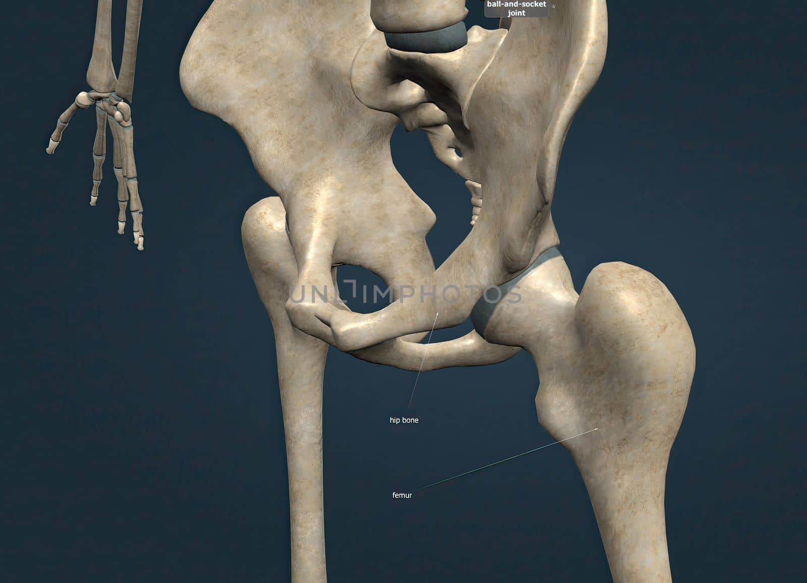 When the hip joint, thighbone and hip bone come together, they form one of the most important joints in the Human body. 3d illustration