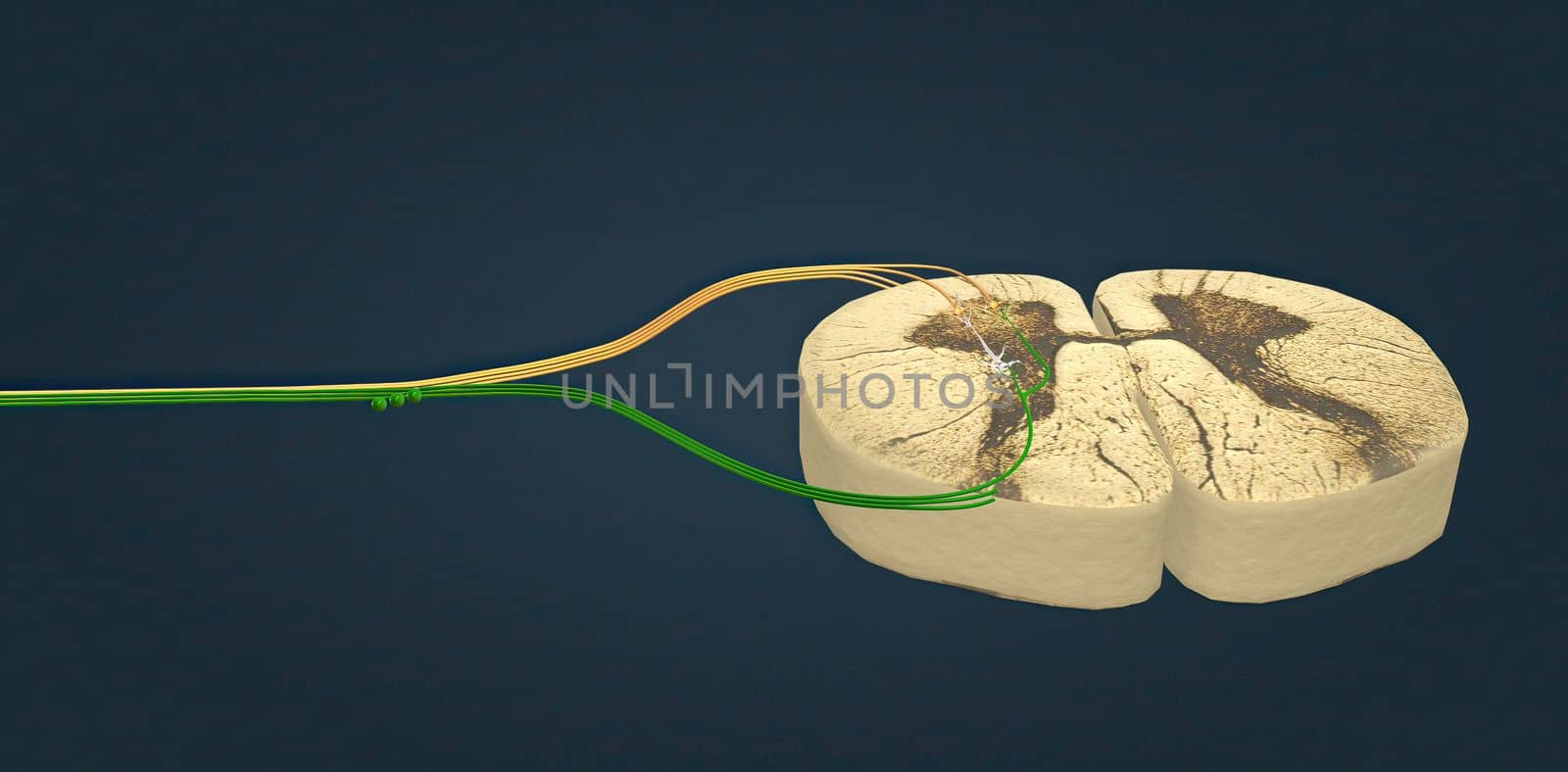 The spinal cord consists of a column of nervous tissue that runs from the brainstem through the central column of the spine 3D illustration