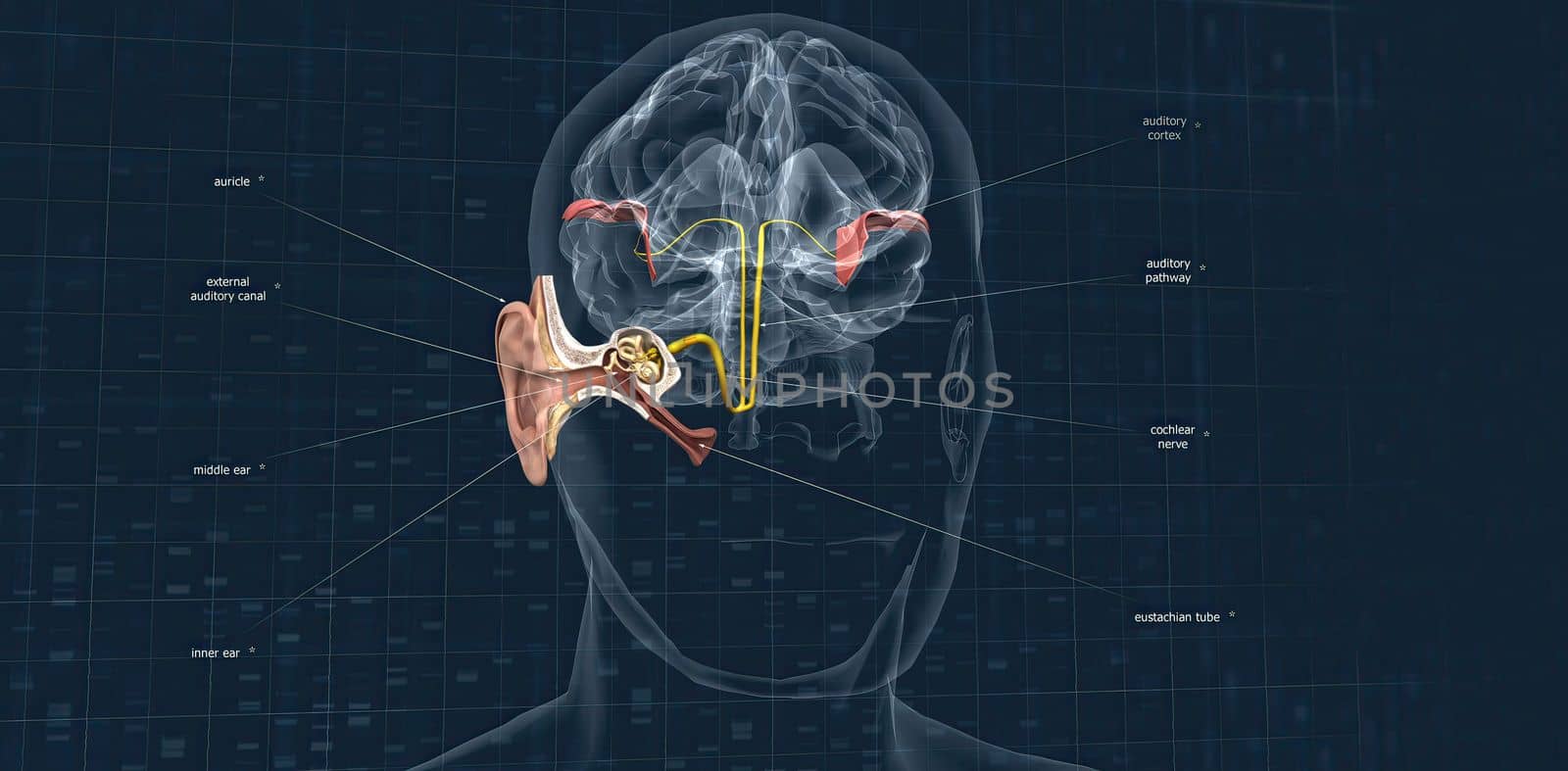 The auditory cortex is the sensory system for the sense of hearing. It includes both the sensory organs (the ears) and the auditory parts of the senso 3D illustration