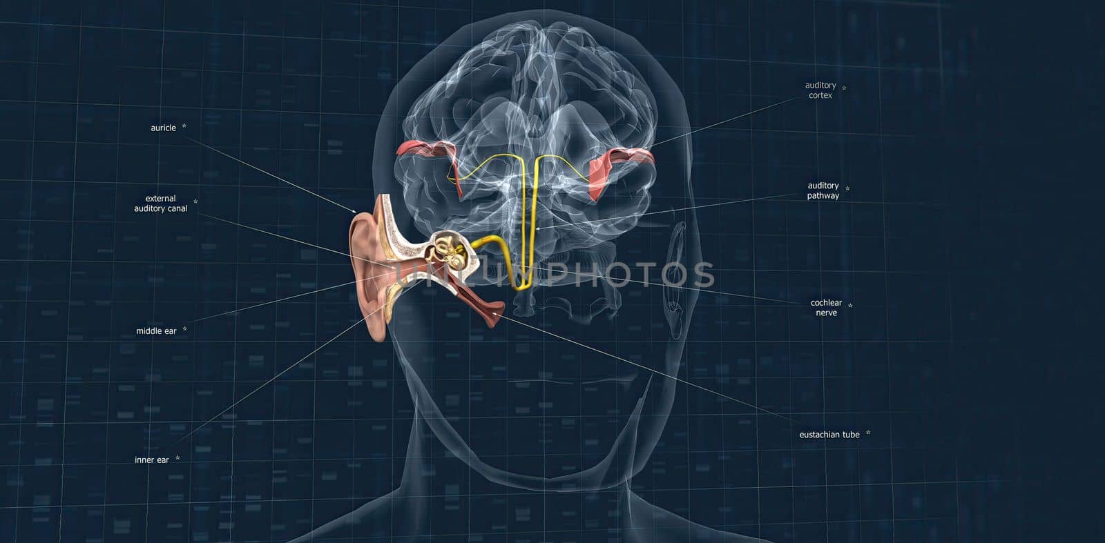 Sound passes through the ear and carries signals to the brain stem through the auditory nerve. by creativepic