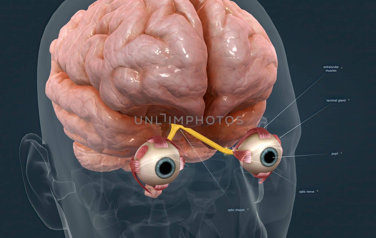 The mechanism of vision in the human eye by creativepic