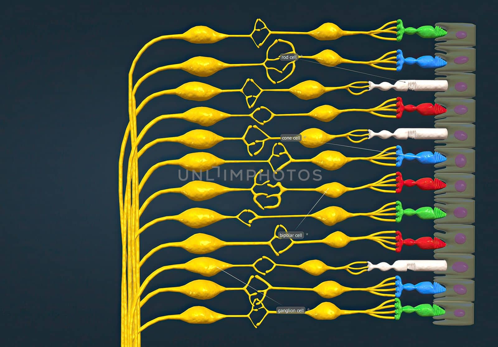Neural Circuitry of the Retina 3D illustration