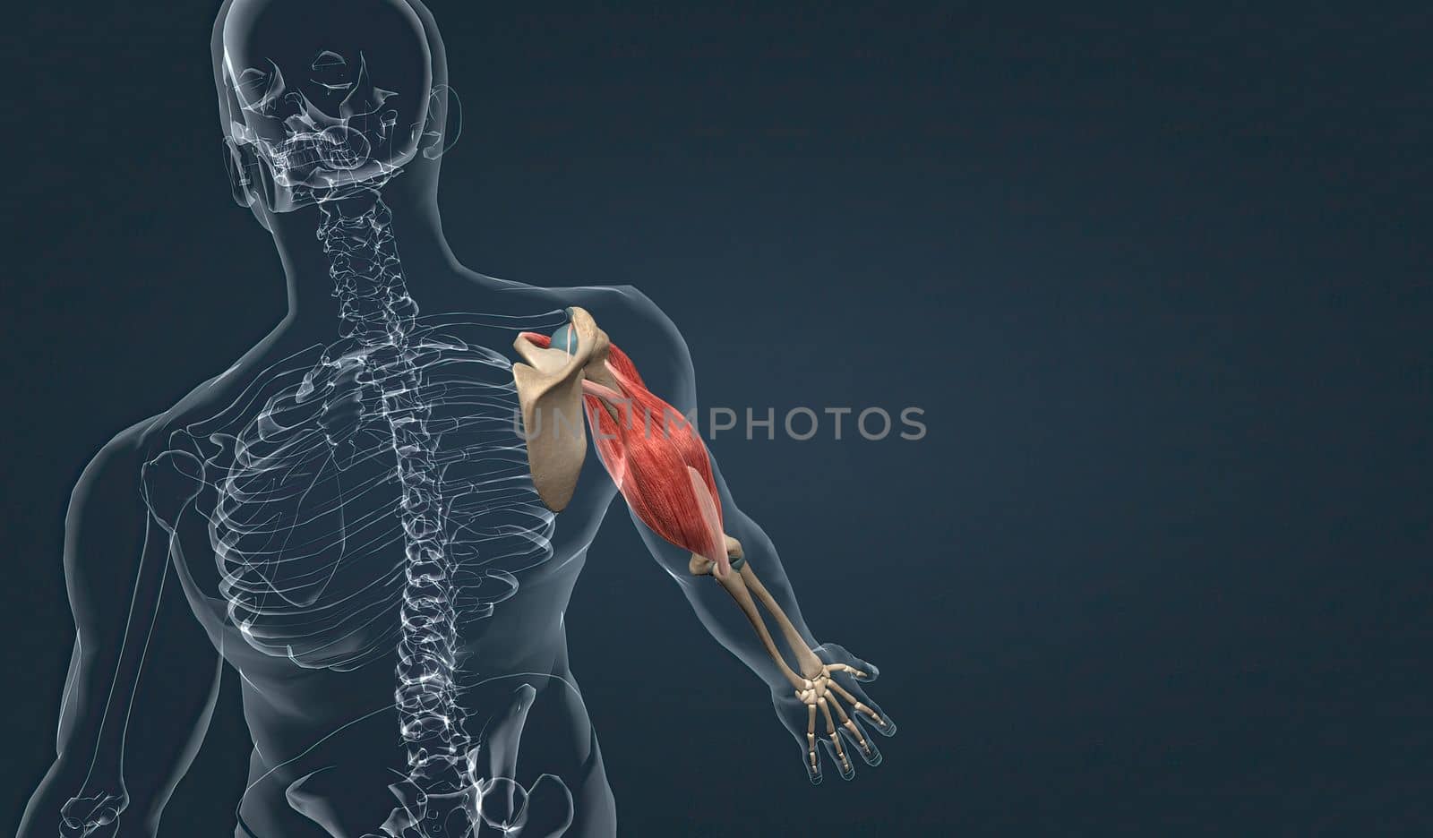 The biceps brachii has both long and short heads both of which converge to insert in the forearm as a single tendon. This muscle is biarticular, crossing both the shoulder and the elbow, and has important functions in not only flexion, but supination of the forearm as well 3d illustration