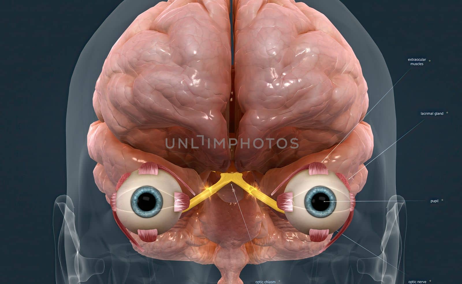 The mechanism of vision in the human eye by creativepic
