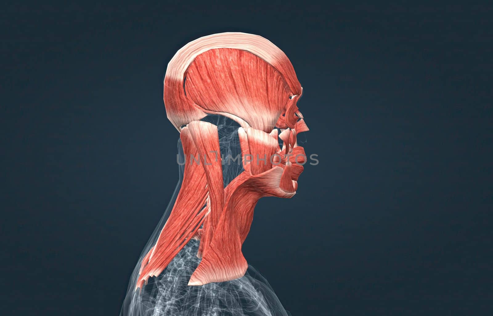 Human anatomy of a male face, neck and shoulder muscle anatomy, medical image of human anatomy 3D illustration