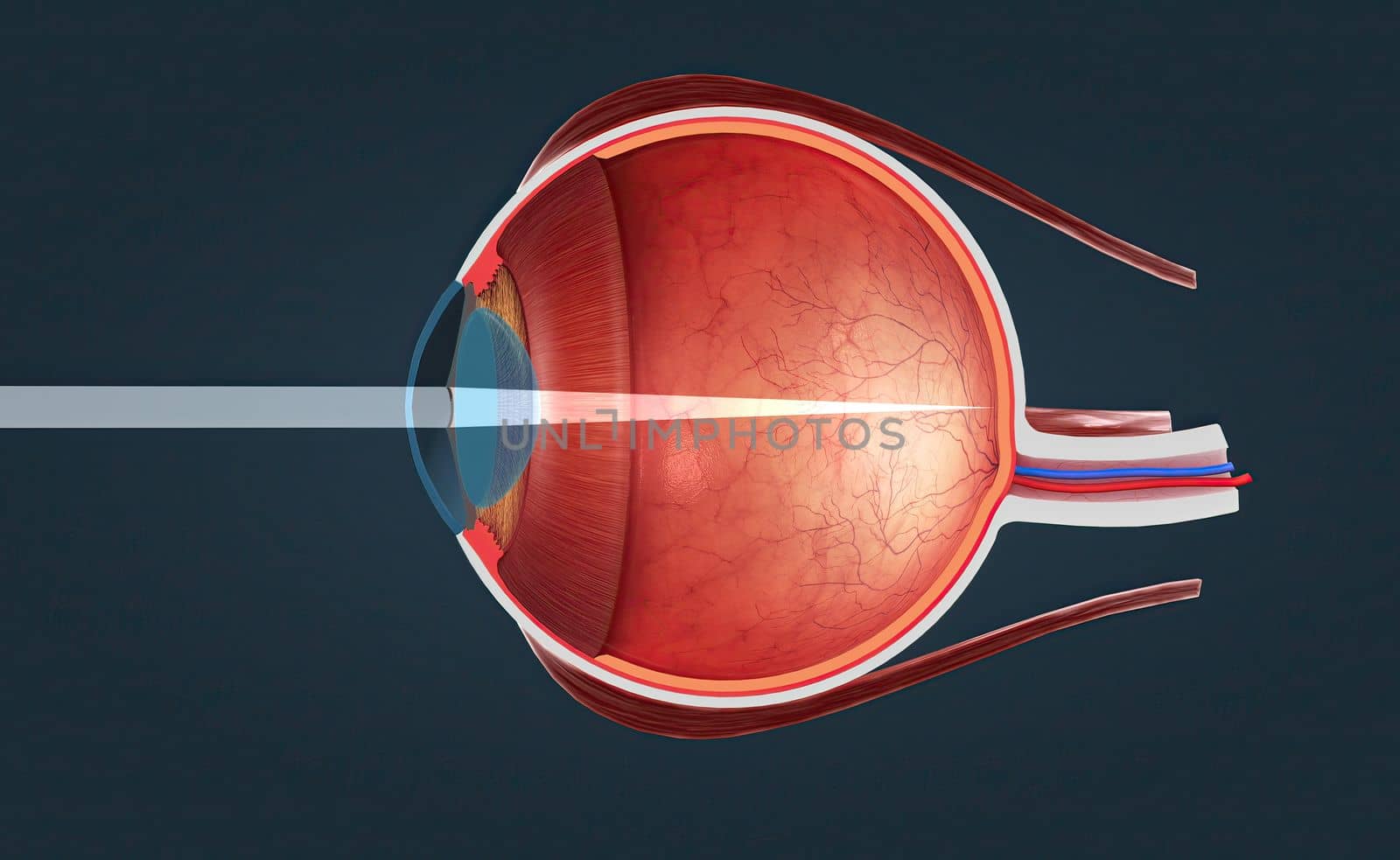 Cutaway View of a Human Eye 3d illustration