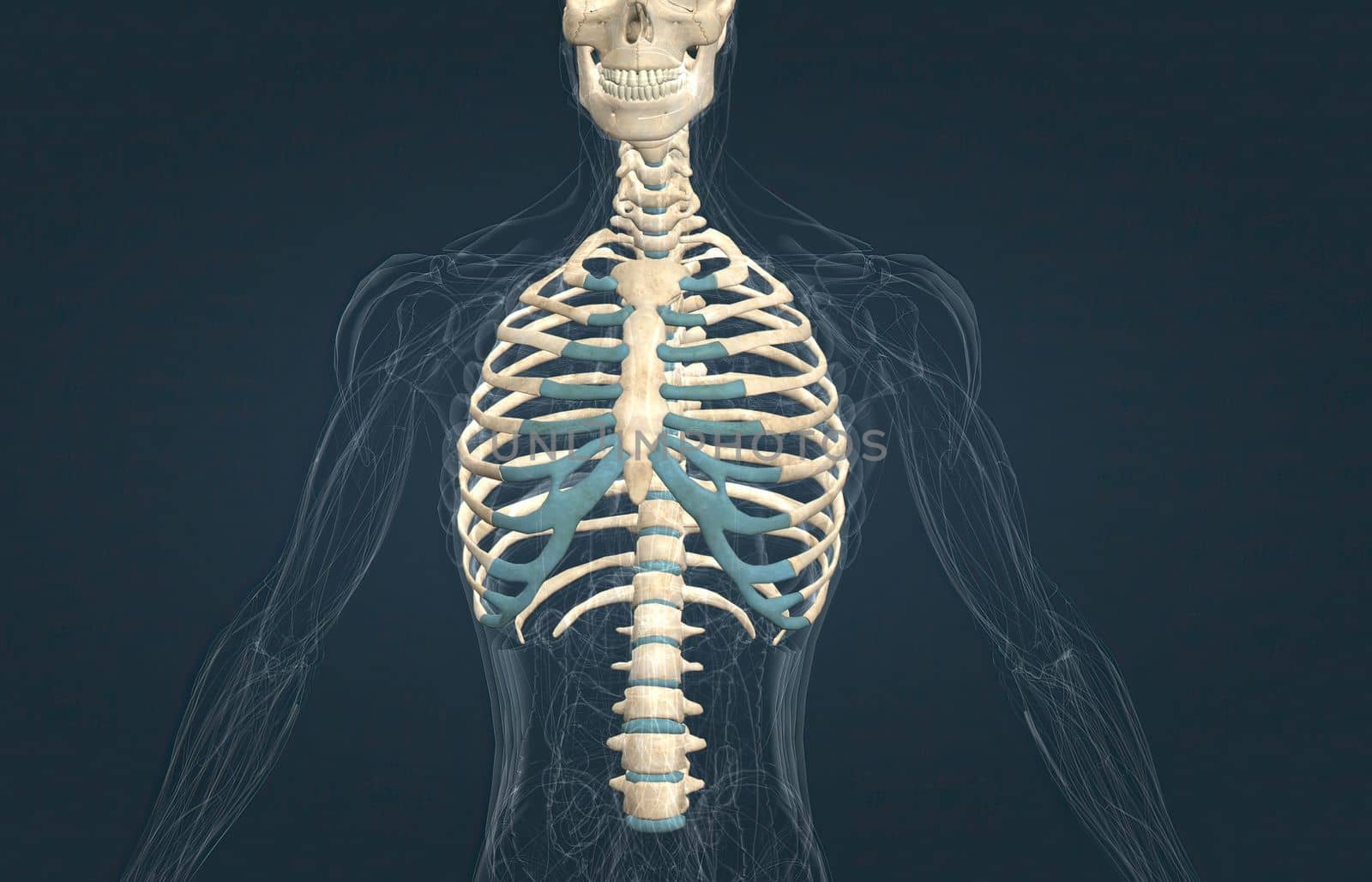 The male rib cage is, in vertebrate anatomy, the basket-like skeletal structure of the ribs and the sternum. 3D illustration