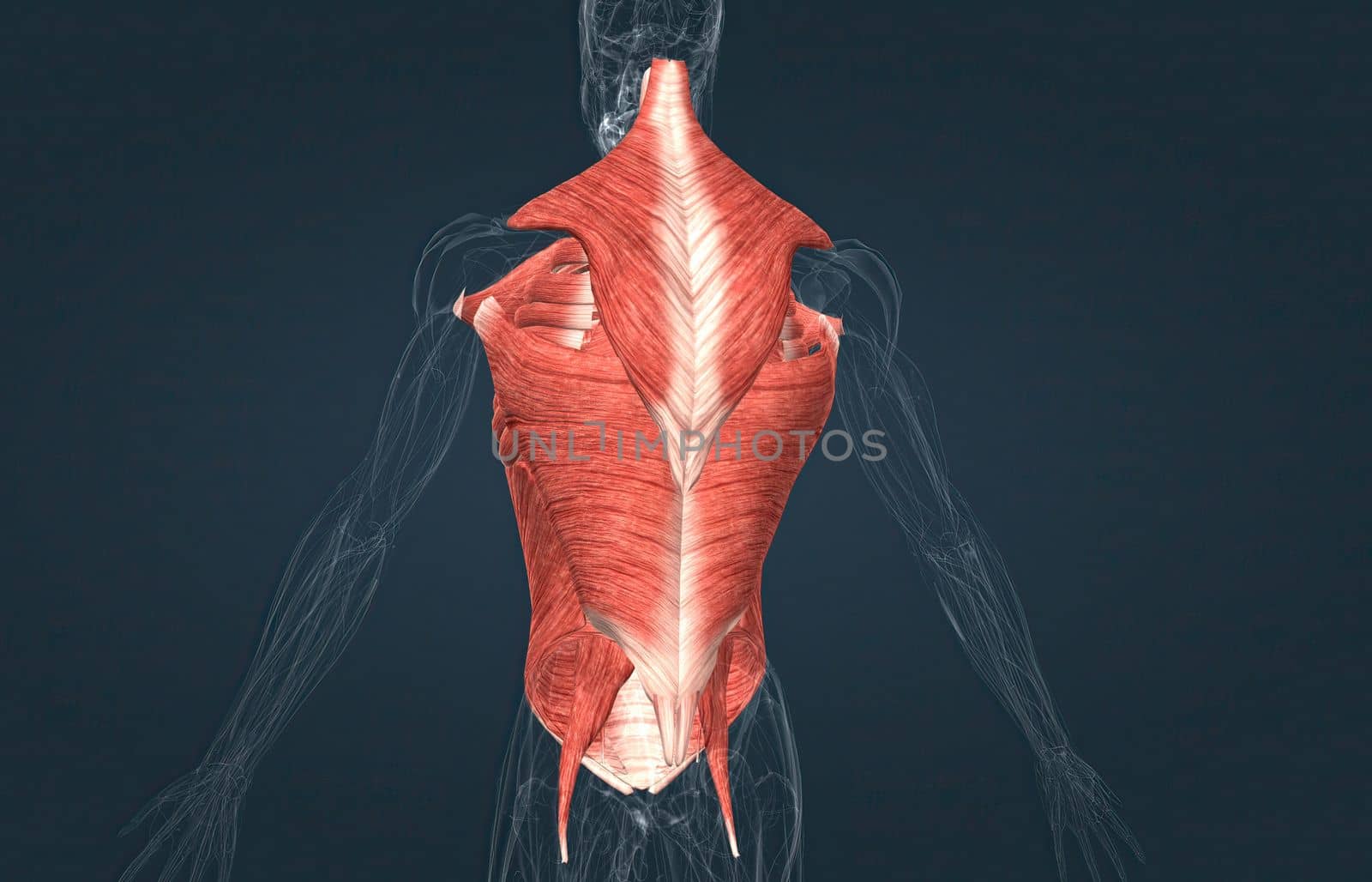 The muscles of the trunk include those that move the vertebral column, the muscles that form the thoracic and abdominal walls, and those that cover the pelvic outlet 3D illustration