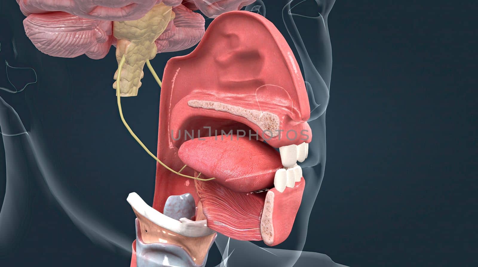 Olfactory organ there are two olfactory bulbs on the bottom side of the brain, one above each nasal cavity 3d illustration