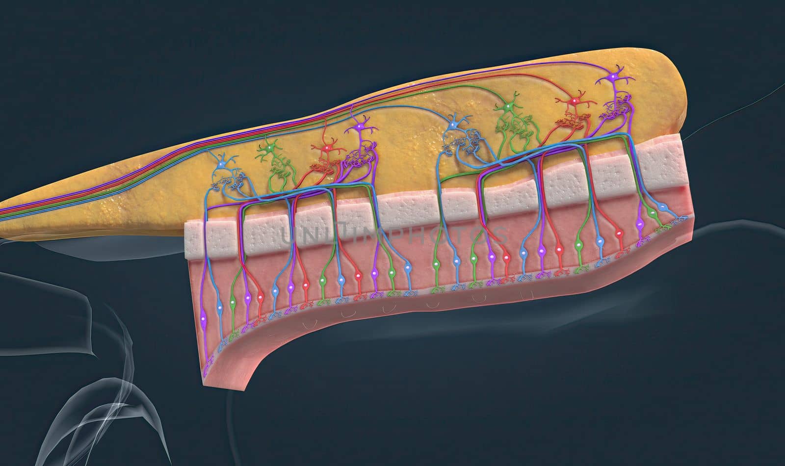 The olfactory bulb is a tissue in the nasal cavity that is responsible for sensing odor and pheromones 3d illustration