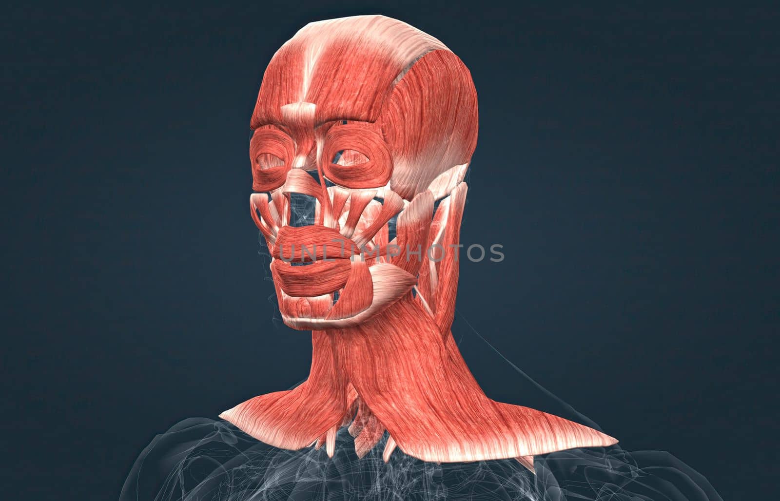 Human anatomy of a male face, neck and shoulder muscle anatomy, medical image of human anatomy 3D illustration