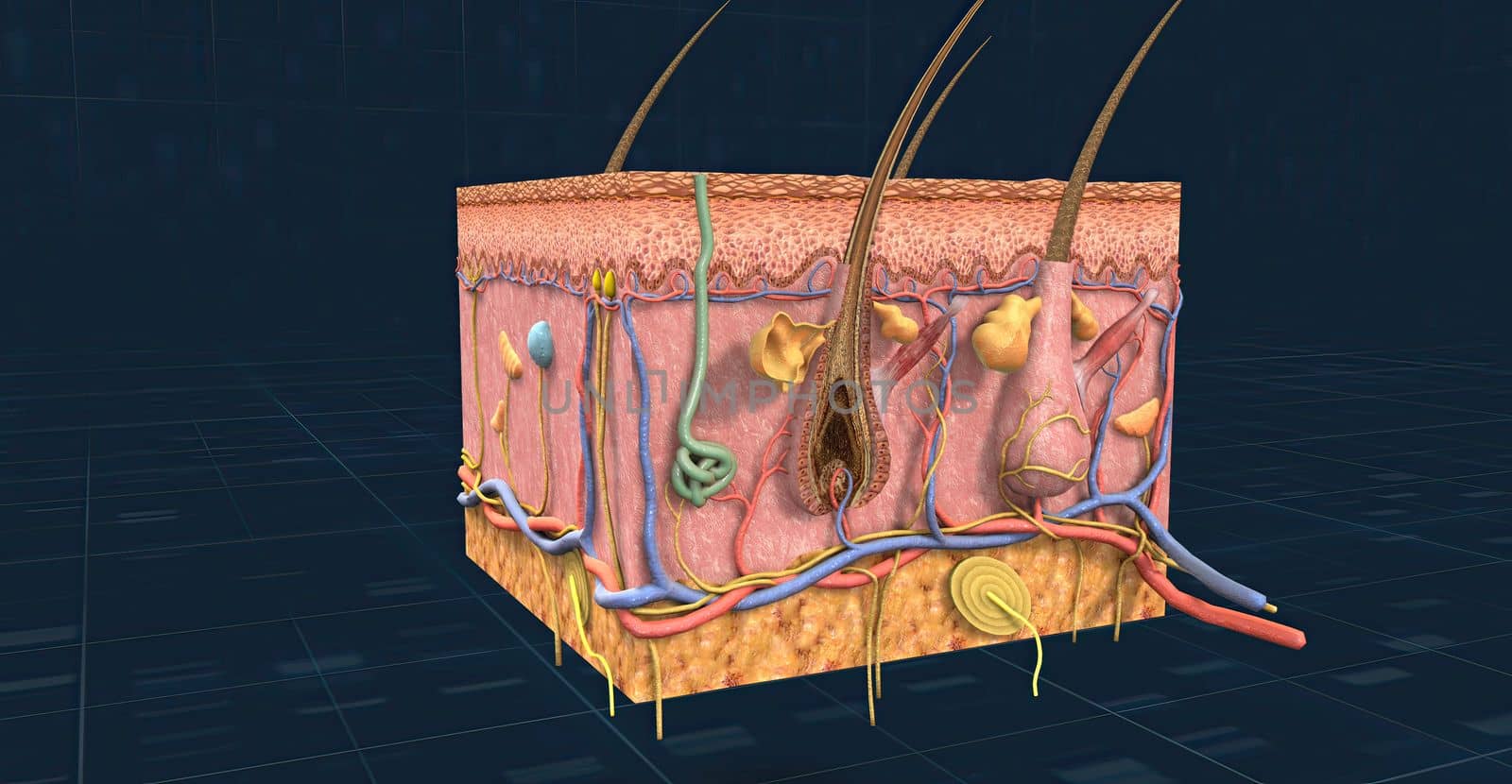 Anatomy of the skin, showing the epidermis, dermis, and subcutaneous tissue. 3D illustration