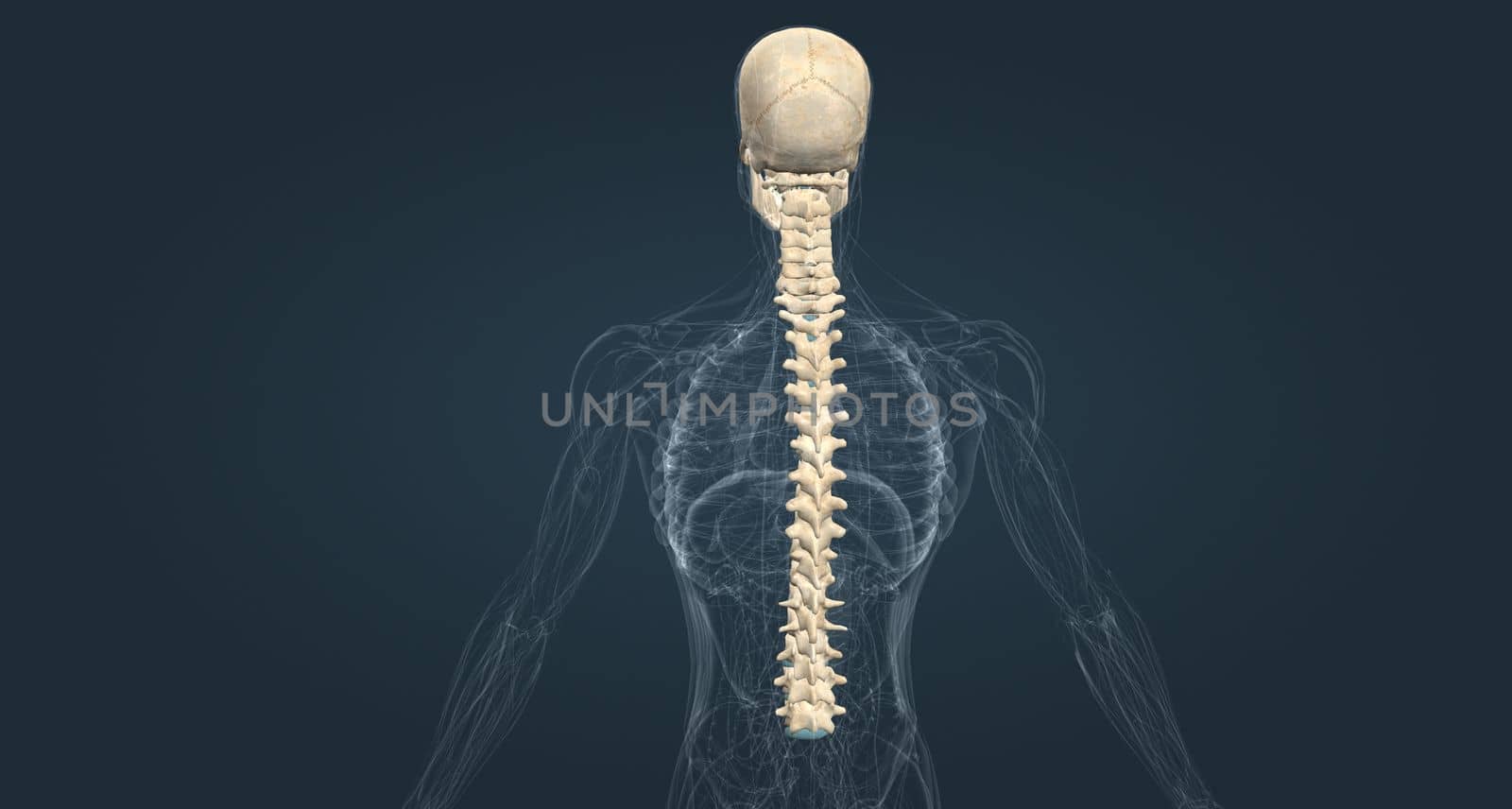 The male spinal column extends from the skull to the pelvis and is made up of 33 individual bones termed vertebrae. by creativepic