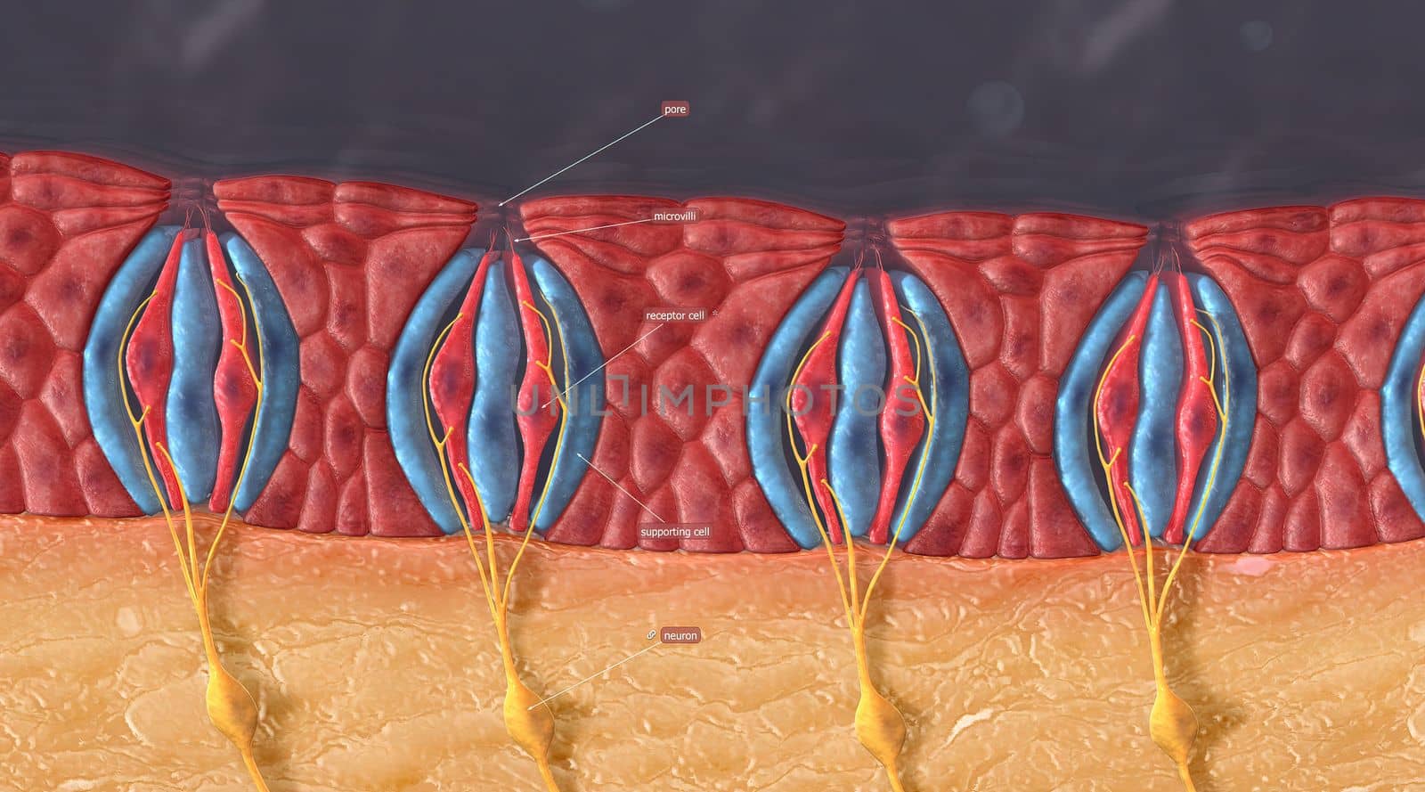 The taste receptors are located around the small structures known as papillae found on the upper surface of the tongue, soft palate, upper esophagus, the cheek, and epiglottis. 3d illustration