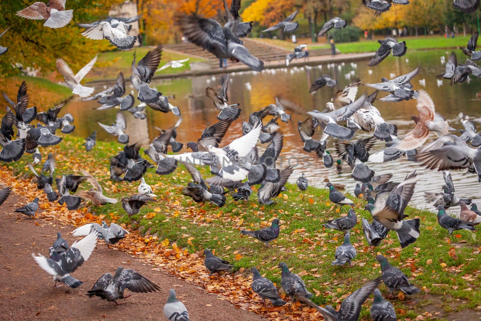 Flock of pigeons and doves in Central park of New York City at autumn, United States