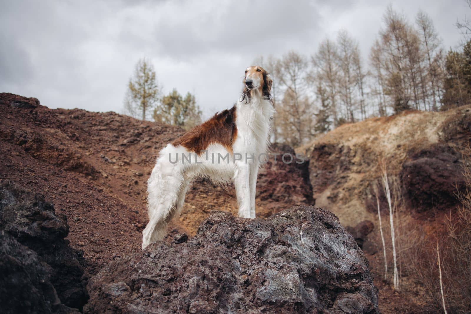 A red hound dog on the edge of the volcano crater watching the horizon or in the distance