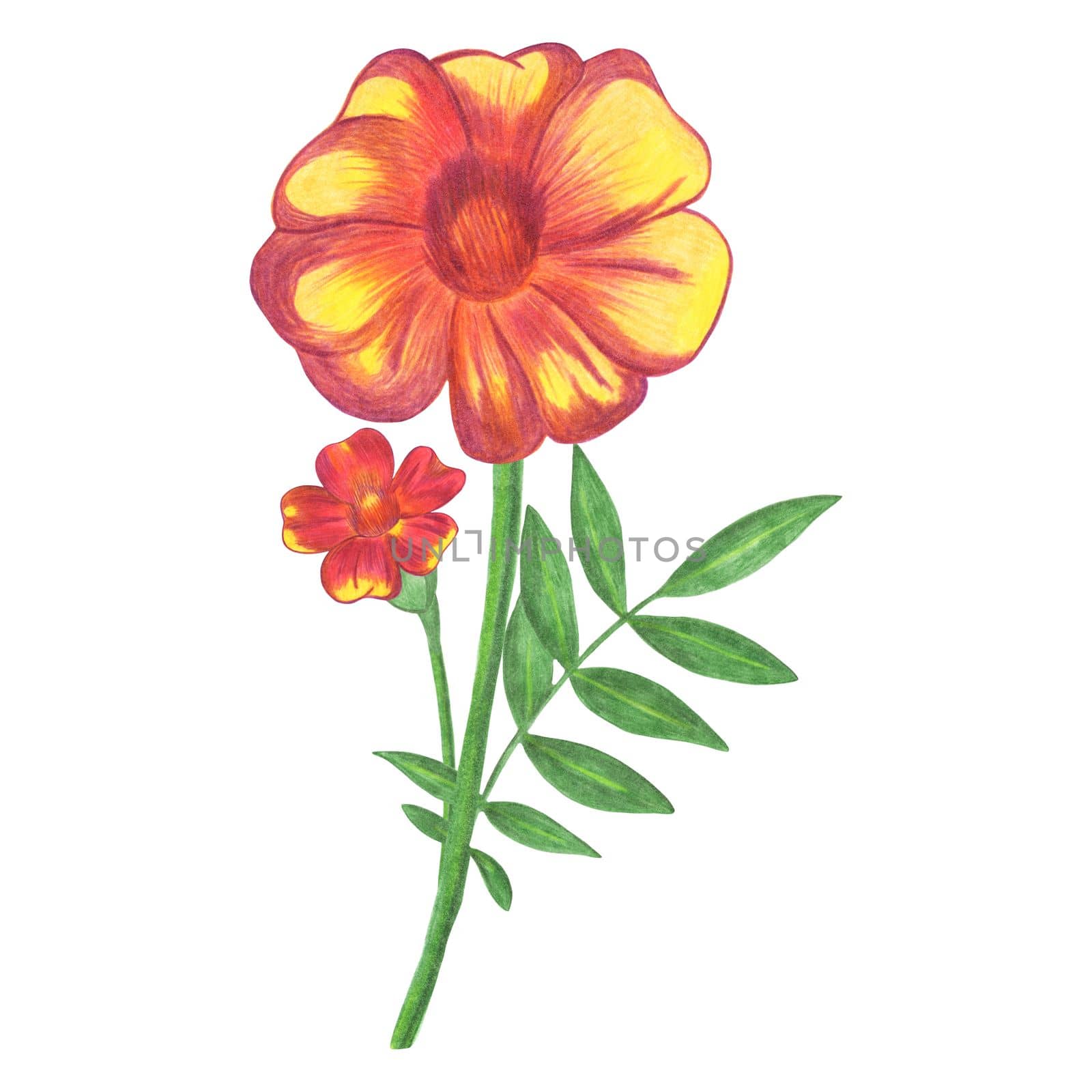 Hand Drawn Red Marigold with Green Leaves Isolated on White Background. by Rina_Dozornaya