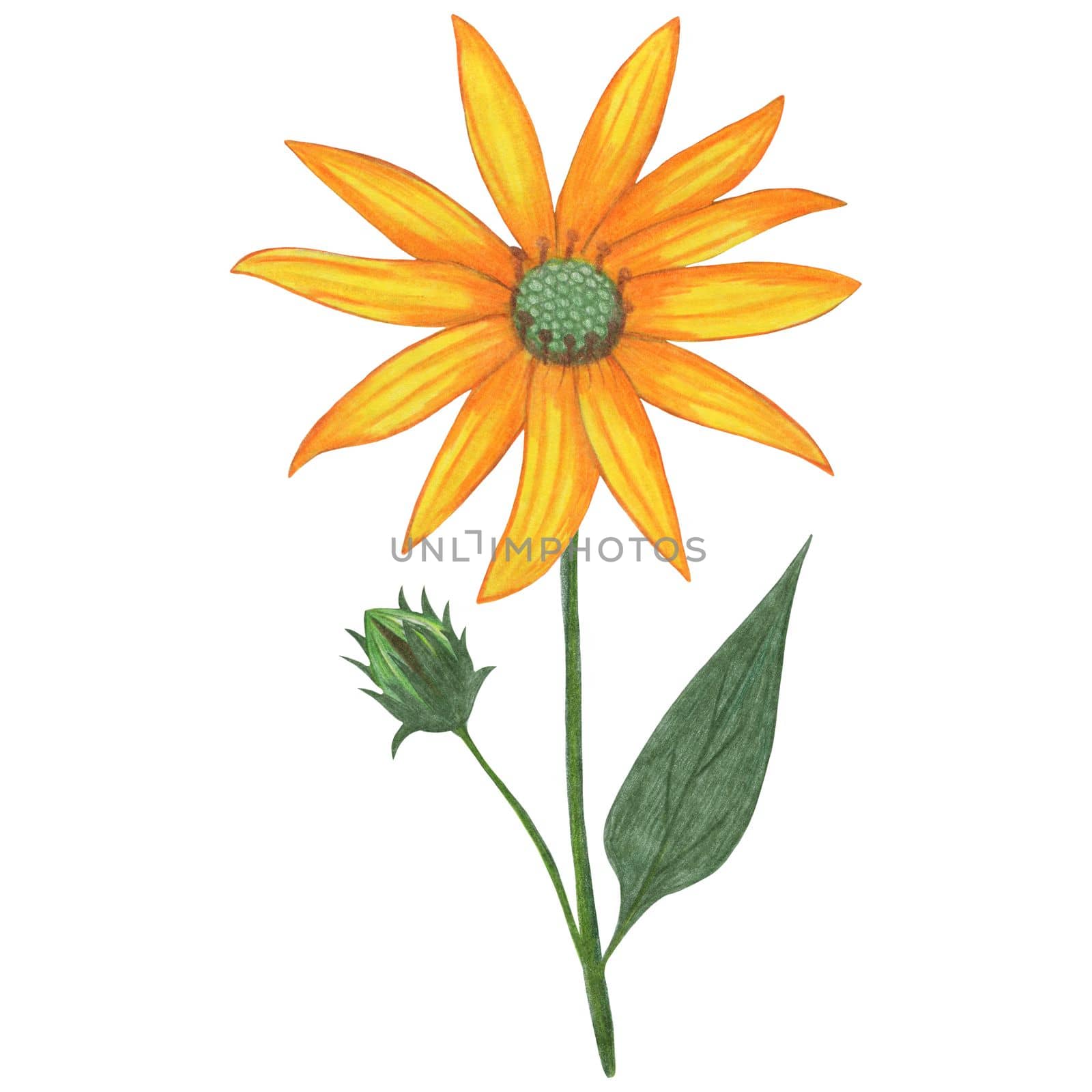 Yellow Topinambur with Green Leaves Isolated on White Background. Jerusalem Artichoke Flower Element Drawn by Colored Pencil.