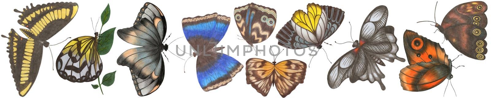 Set of Hand Drawn Colorful Butterfly Isolated on White Background. Butterfly Collection Drawn by Colored Pencil. Hand Drawn Moth Clipart.
