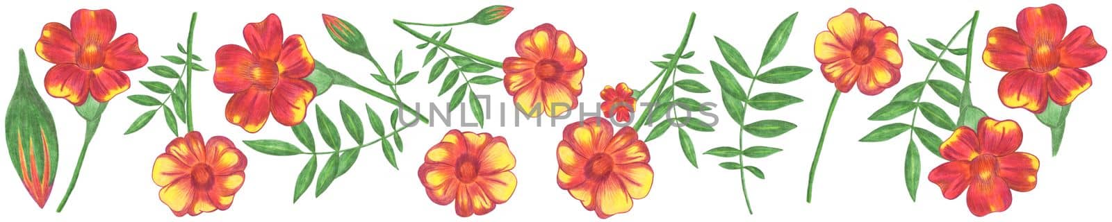 Set of Red and Yellow Flowers with Green Leaves Isolated on White Background. Red and Yellow Floral Element Drawn by Colored Pencil Collection.