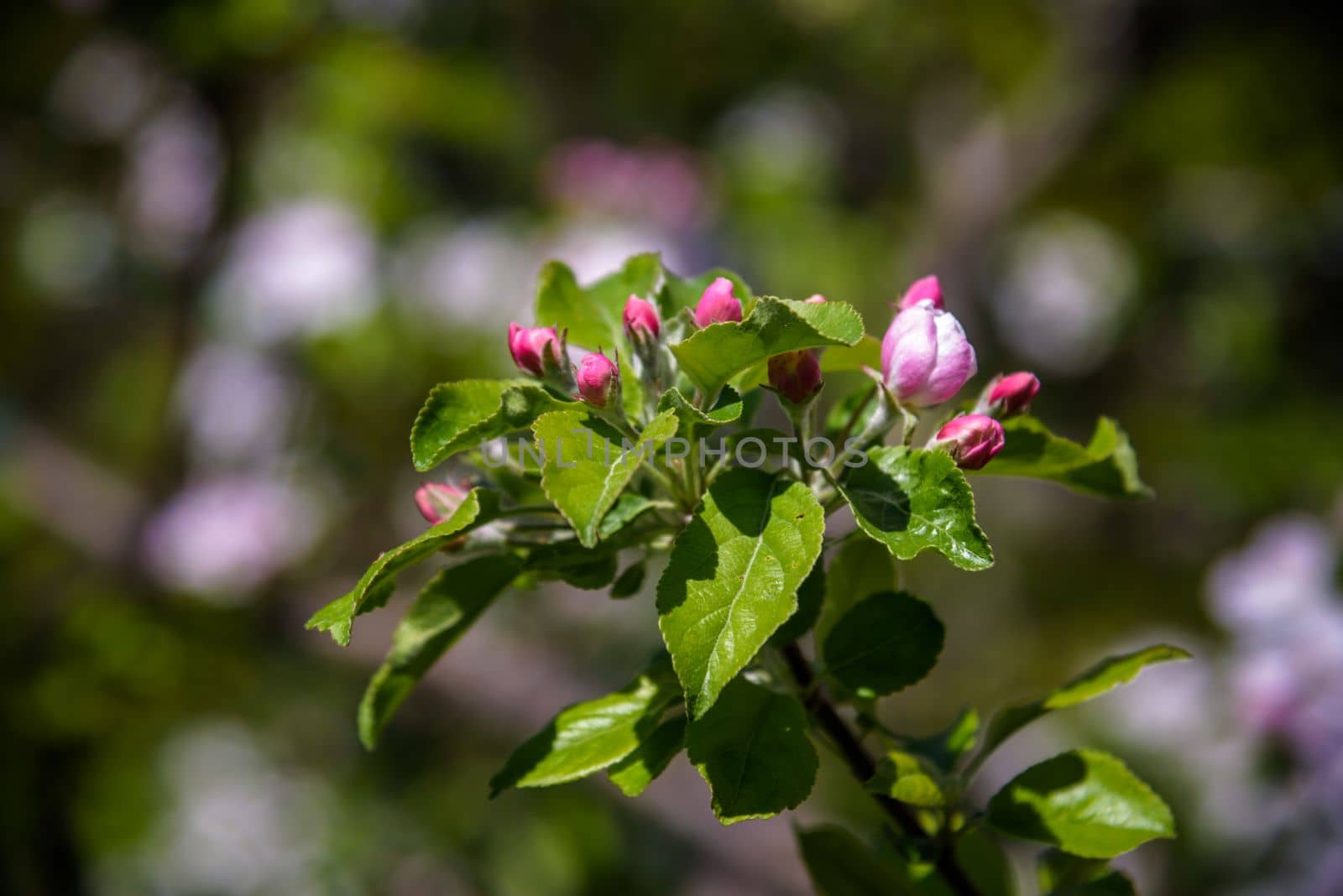 Closeup blossoming tree brunch with white flowers. Flowering of apple trees. Beautiful blooming apple tree branch. Close up of apple flowers.