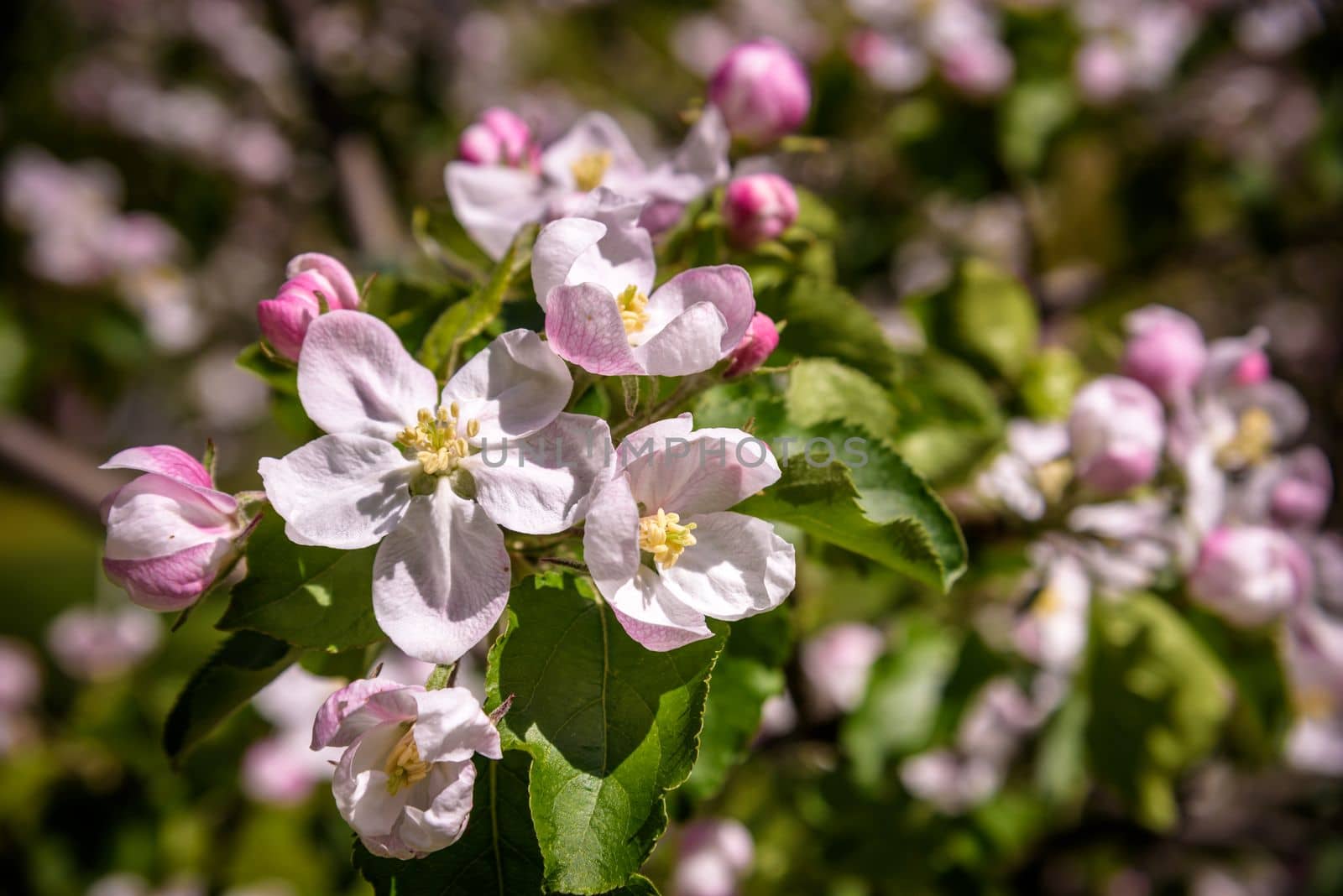 Closeup blossoming tree brunch with white flowers. Flowering of apple trees. Beautiful blooming apple tree branch. Close up of apple flowers.