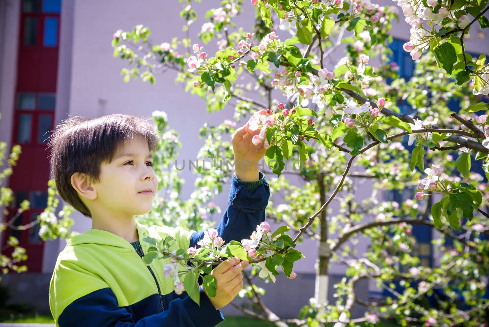 seven year old boy looks at a flowering tree in spring afternoon by Kobysh