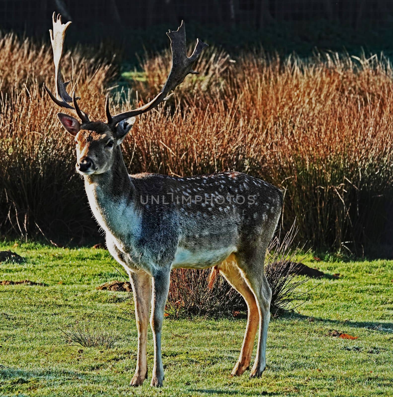 A fallow deer Looking in the direction of the camera. The buck has beautiful antlers