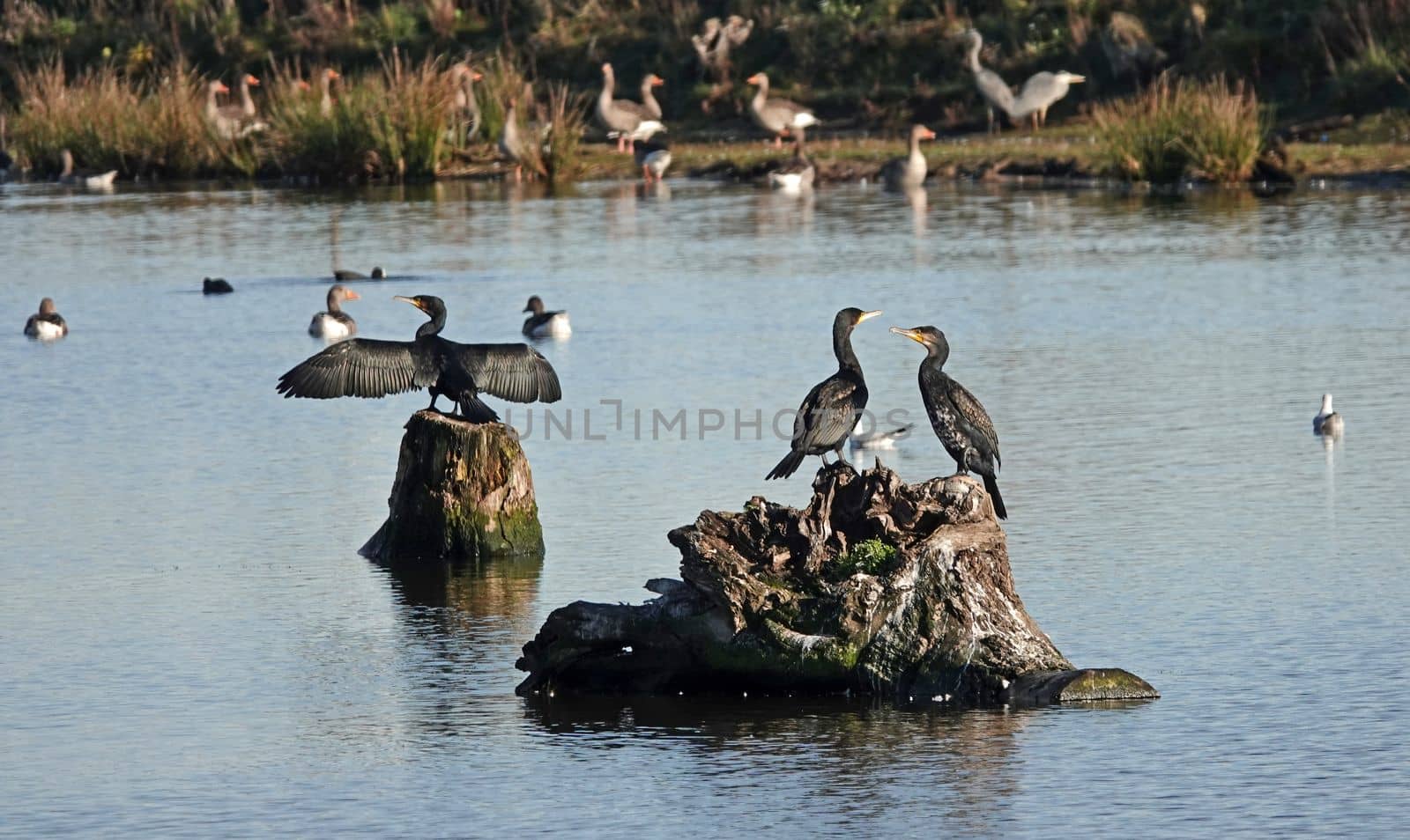 Three Great cormorant birds are sitting on tree trunks. Two are interacting. One is drying it's wings. Other waterbirds like geese and ducks in the background