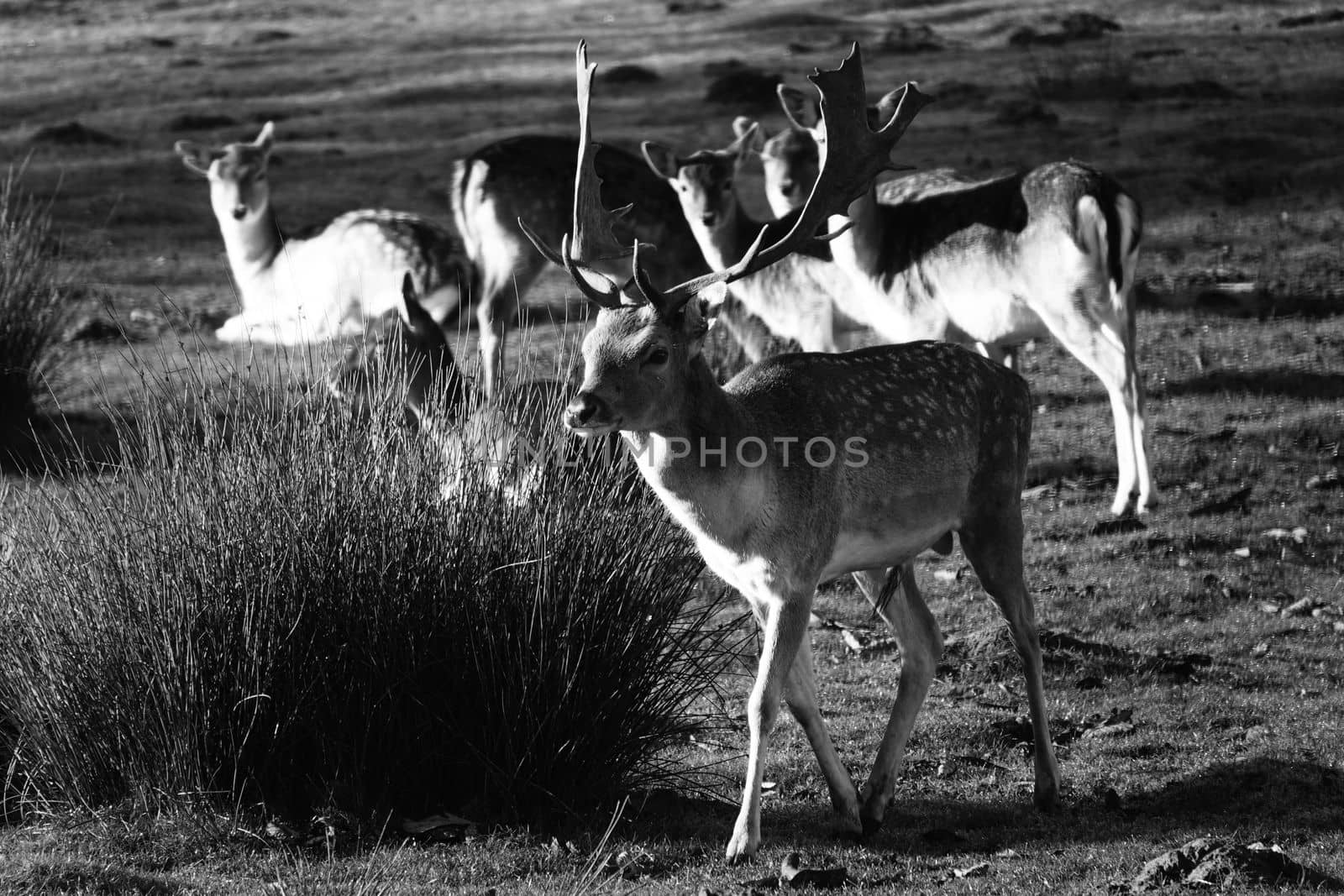 A herd of fallow deer in black and white. The buck with beautiful antlers walks from the group
