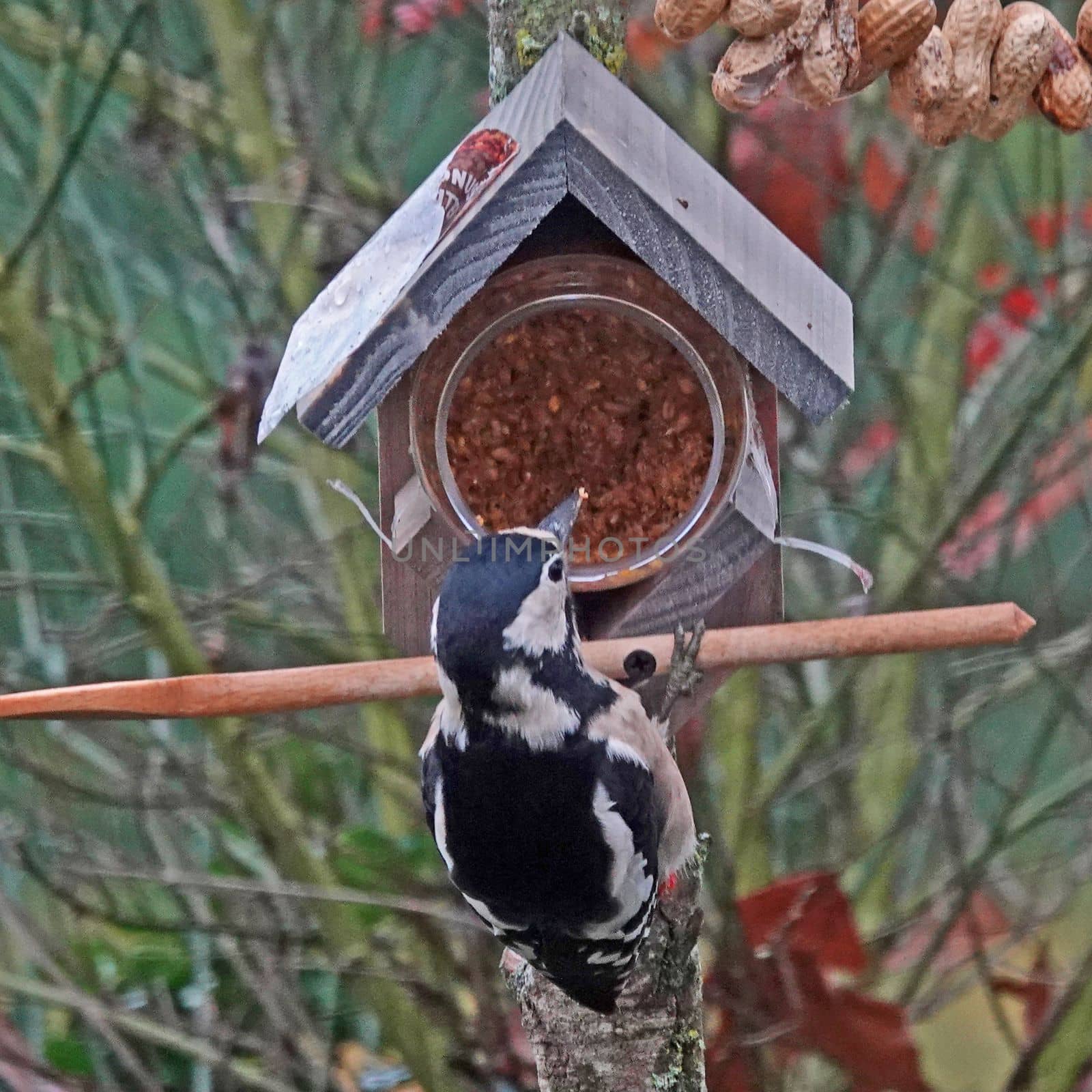 Feeding birds. A young woodpecker pecks at peanut pieces in the bird peanut butter pot.