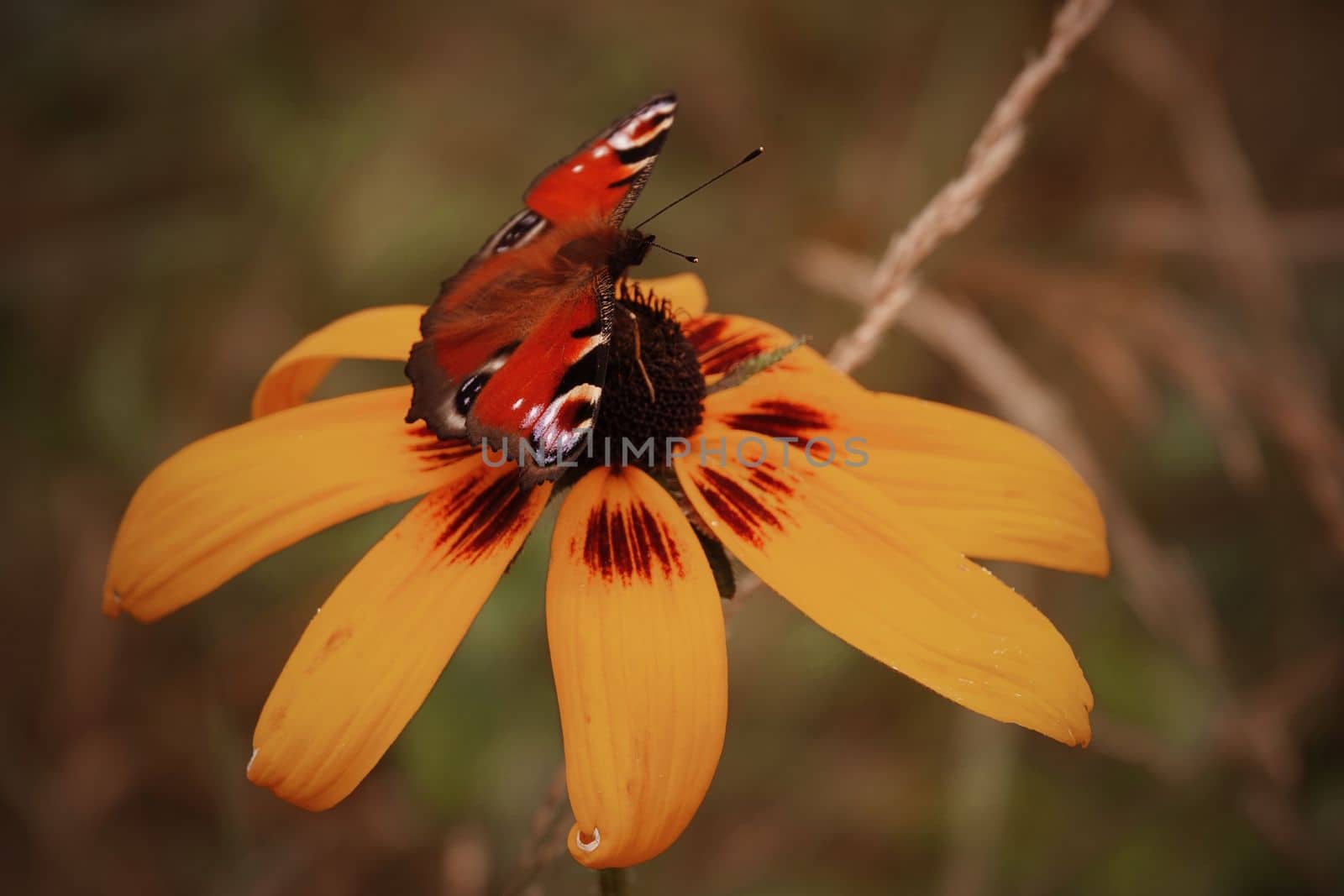 A Peacock butterfly ( European peacock or Aglais io) on a yellow Rudbeckia flower.