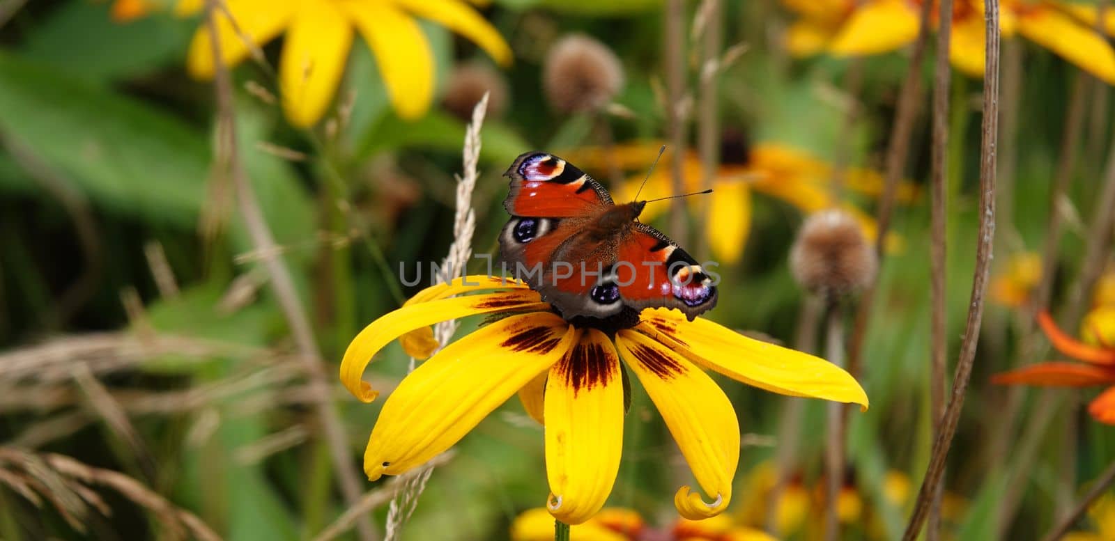 A Peacock butterfly ( European peacock or Aglais io) on a yellow Rudbeckia flower.