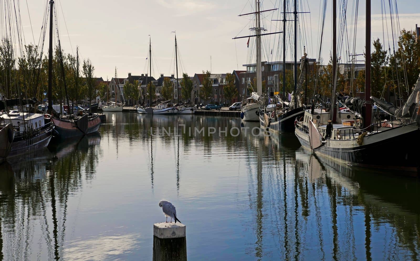 View from a bridge on a famous harbour called 'Zuiderhaven' in the historical town Harlingen, the Netherlands. A seagull sits on a pole.