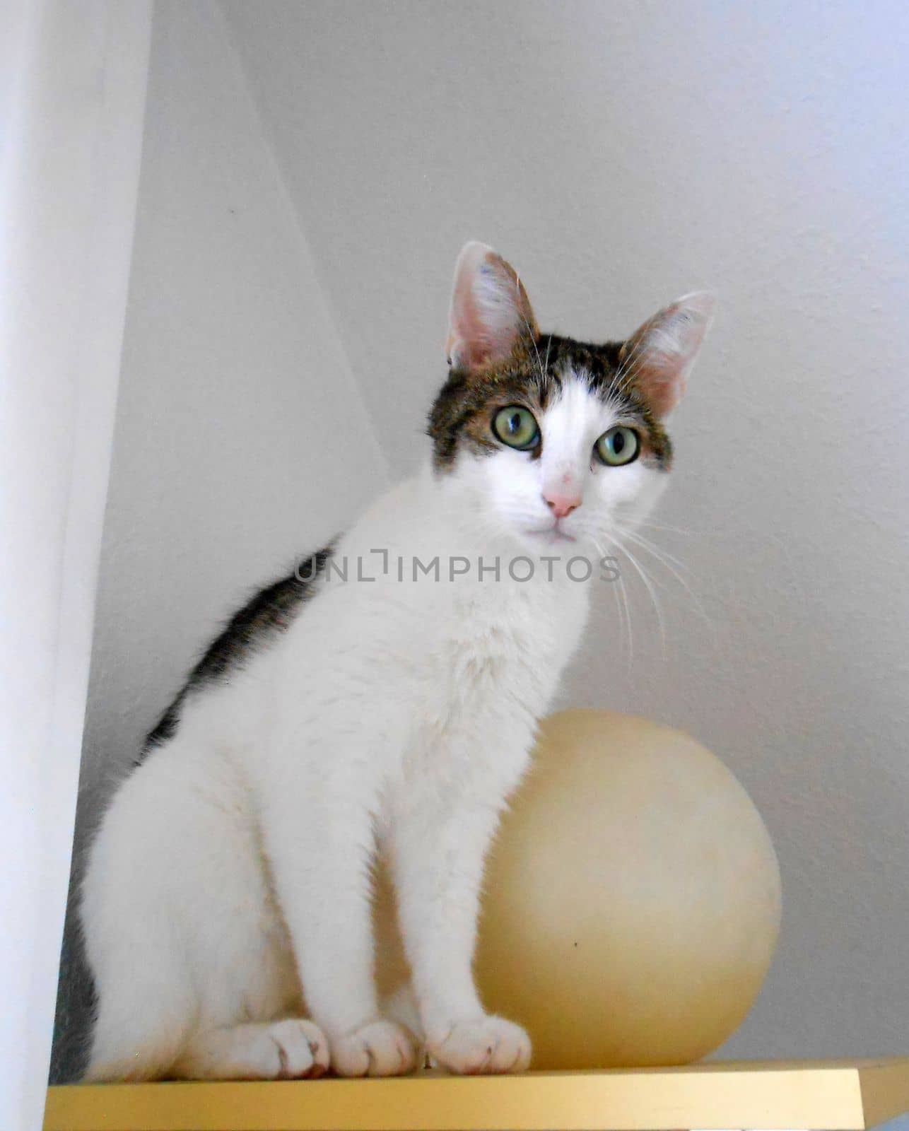 Tabby and white cat with huge eyes. A ball in the background