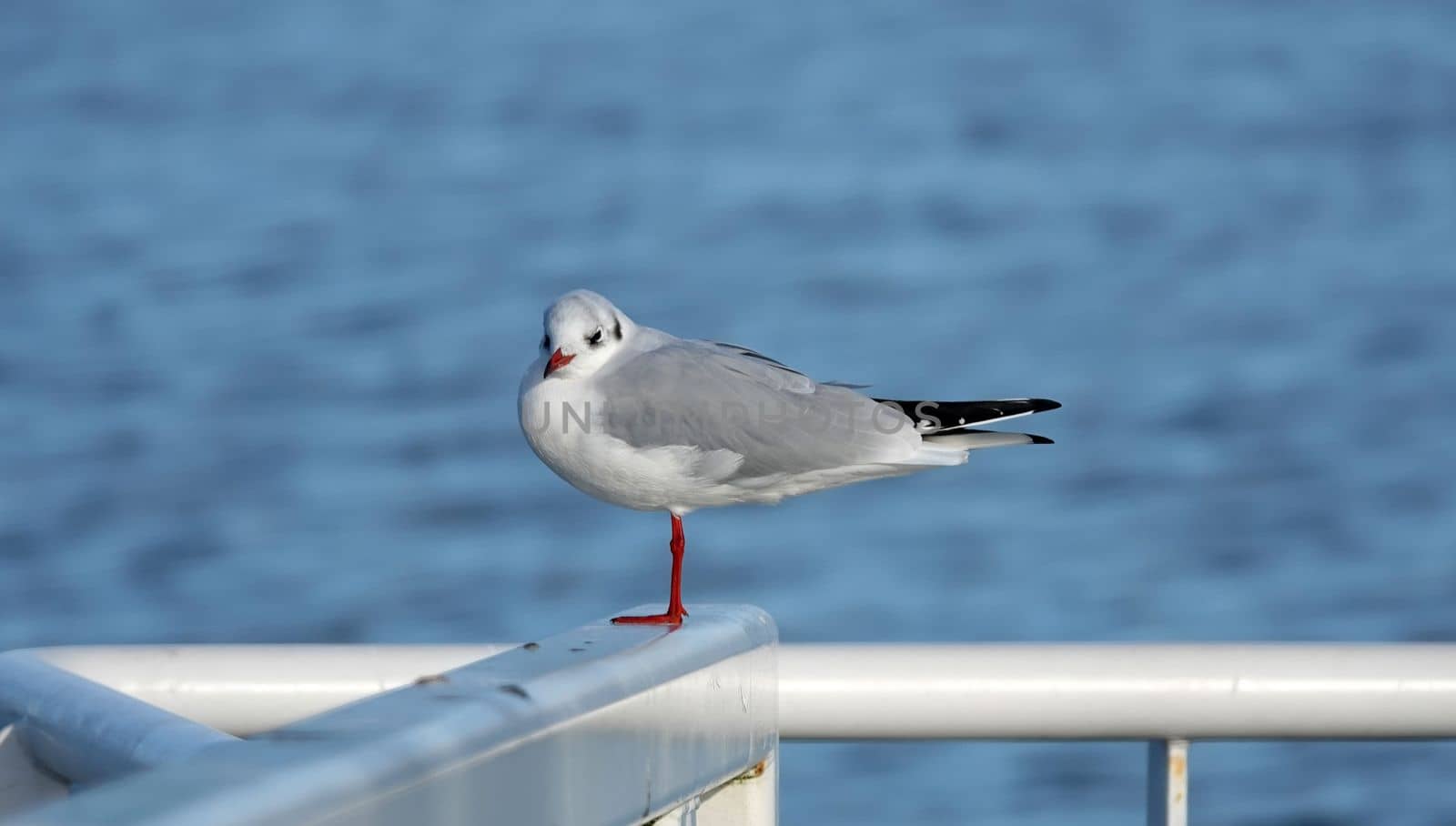 Rare seagull in the Netherlands, the little gull or Hydrocoloeus minutus with red paws in winter coat