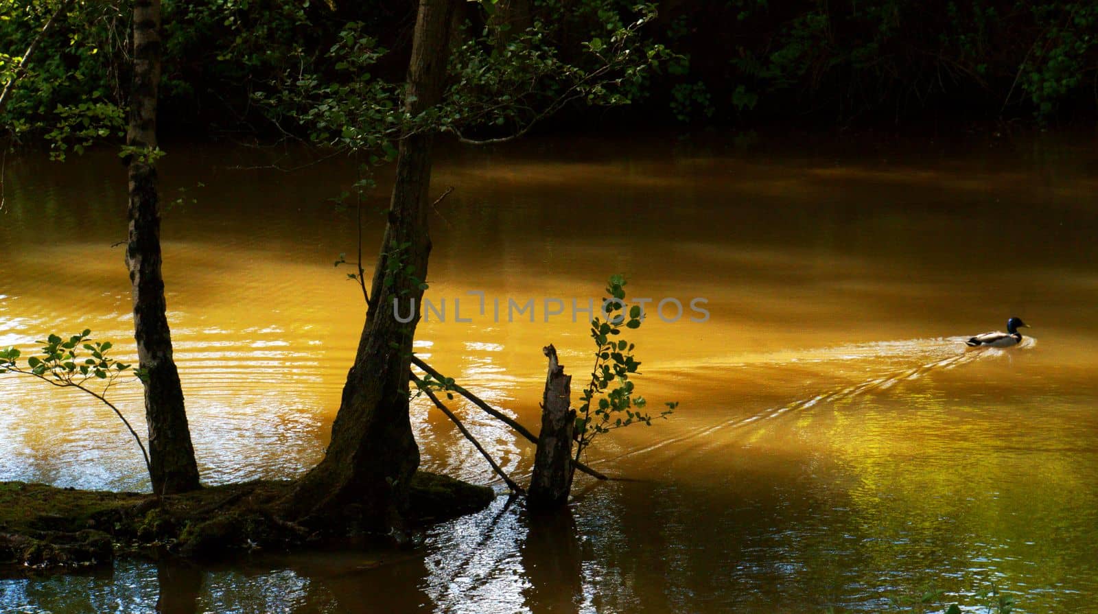 Duck swimming in a small lake with brown-green water. In a small island grow two tree. Magical play of sunlight changing the brown water into oker