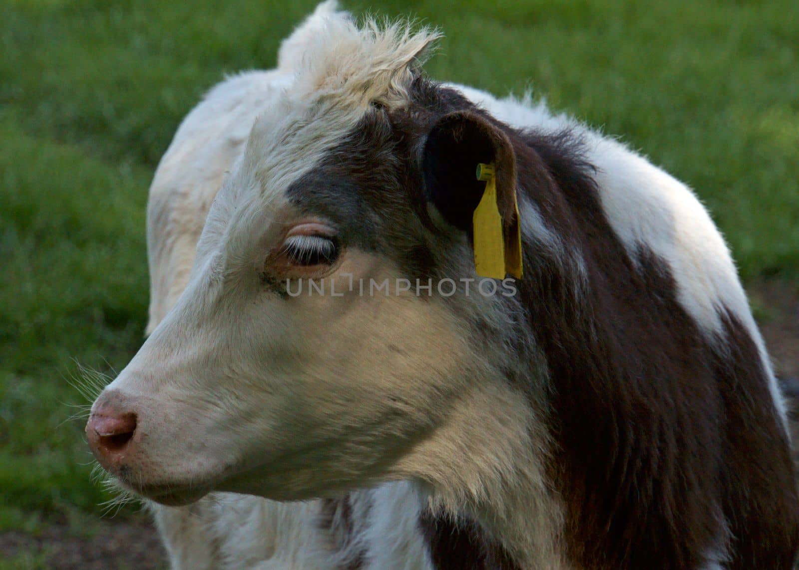 Portrait of a young grey-brown and white cow on a meadow in Germany. It's a youngster with long white eyelashes