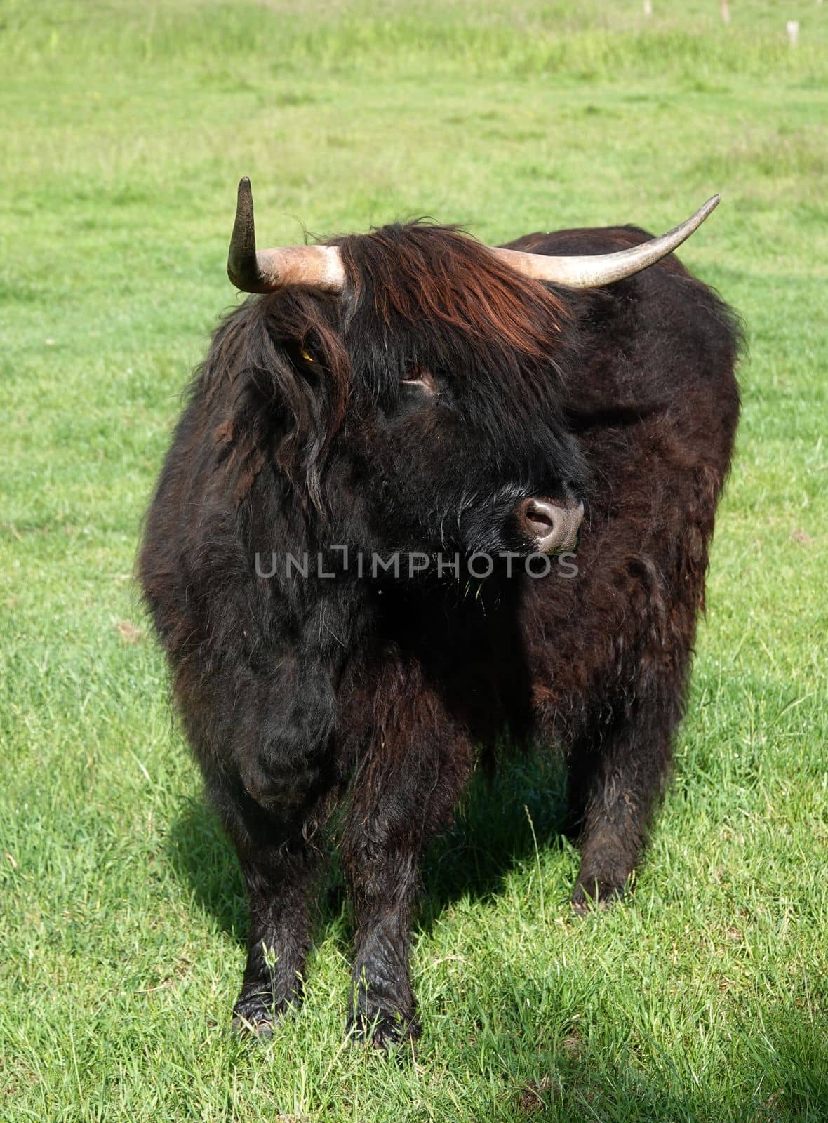 Black Scottish highland cow on a meadow in Germany.
