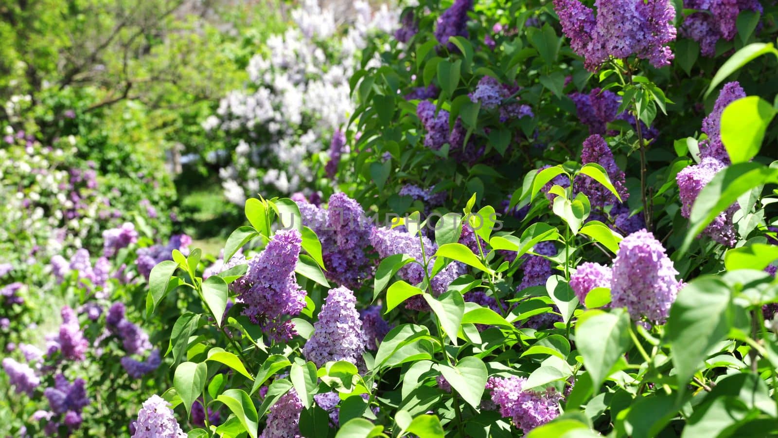 Blossom lilac flowers in spring in garden. branch of Blossoming purple lilacs in spring. Blooming lilac bush. Spring season, nature background