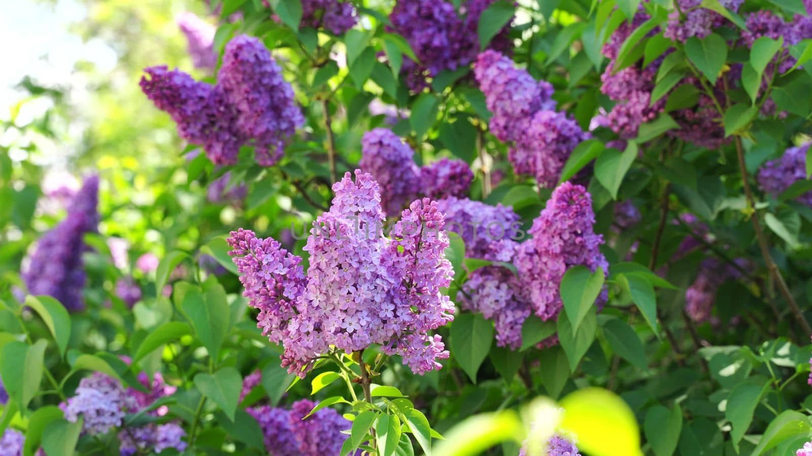 Blossom lilac flowers in spring in garden. branch of Blossoming purple lilacs in spring. Blooming lilac bush. Spring season, nature background