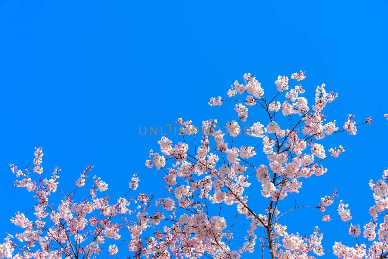 Blossoming cherry tree branches on blue sky background.