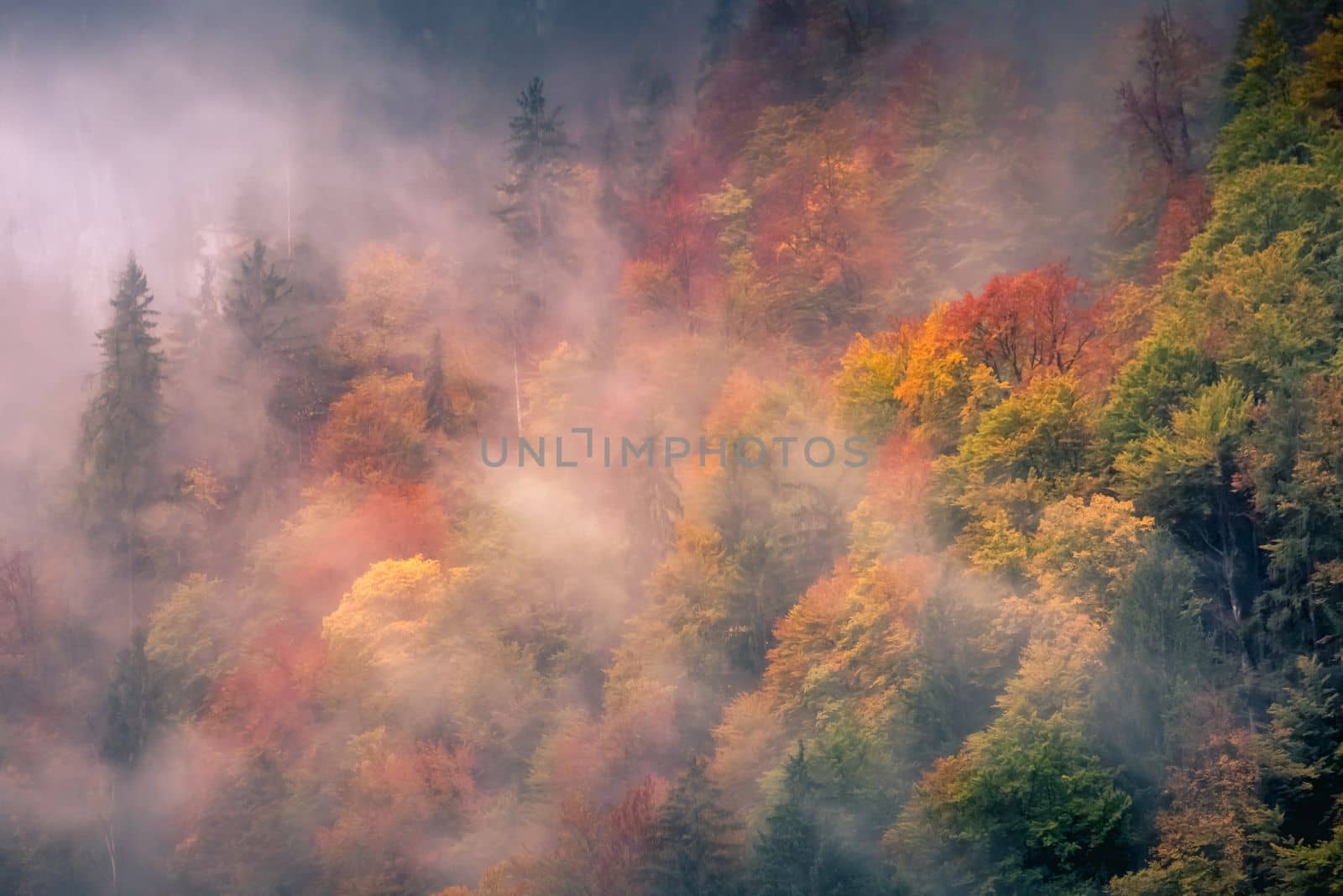 Colorful misty Autumn in Bavarian woodland at evening, Berchtesgaden, Germany
