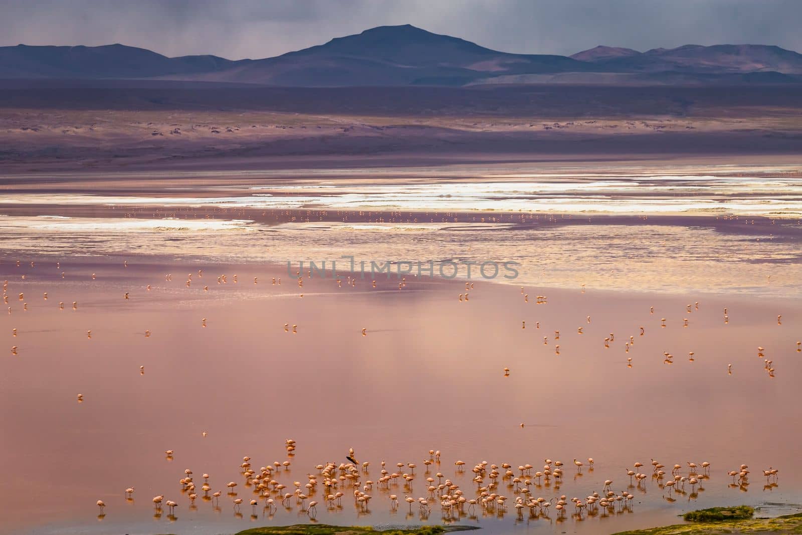 Laguna colorada, Red lake, with Andean Flamingos and Idyllic Altiplano Atacama Desert, Volcanic landscape, Potosi, Bolivian Andes, Bolivia
